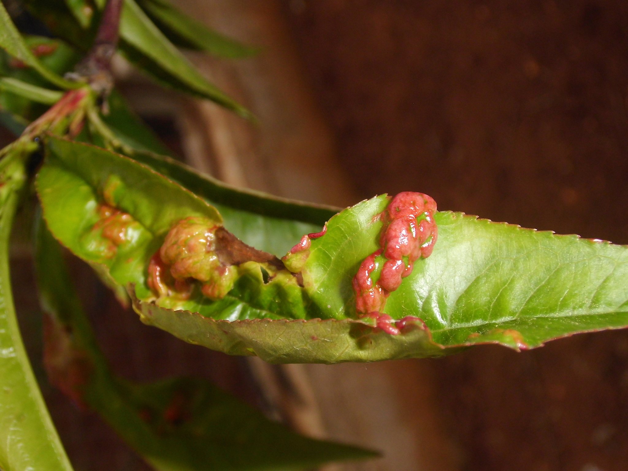 Taphrina deformans
