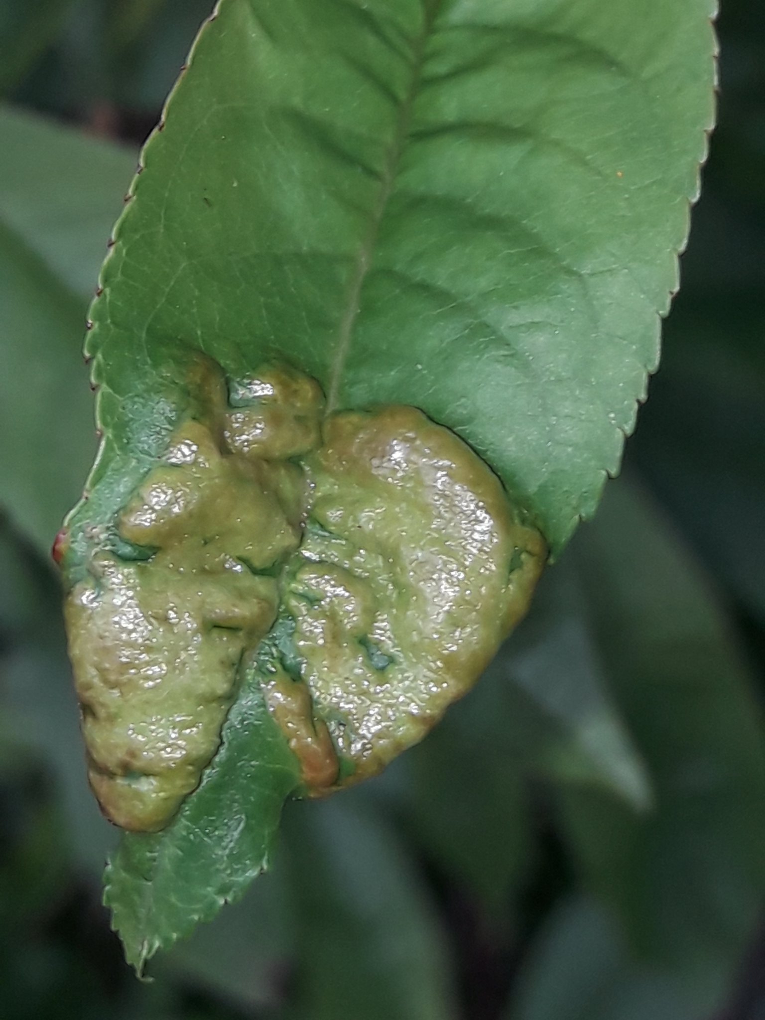 Taphrina deformans