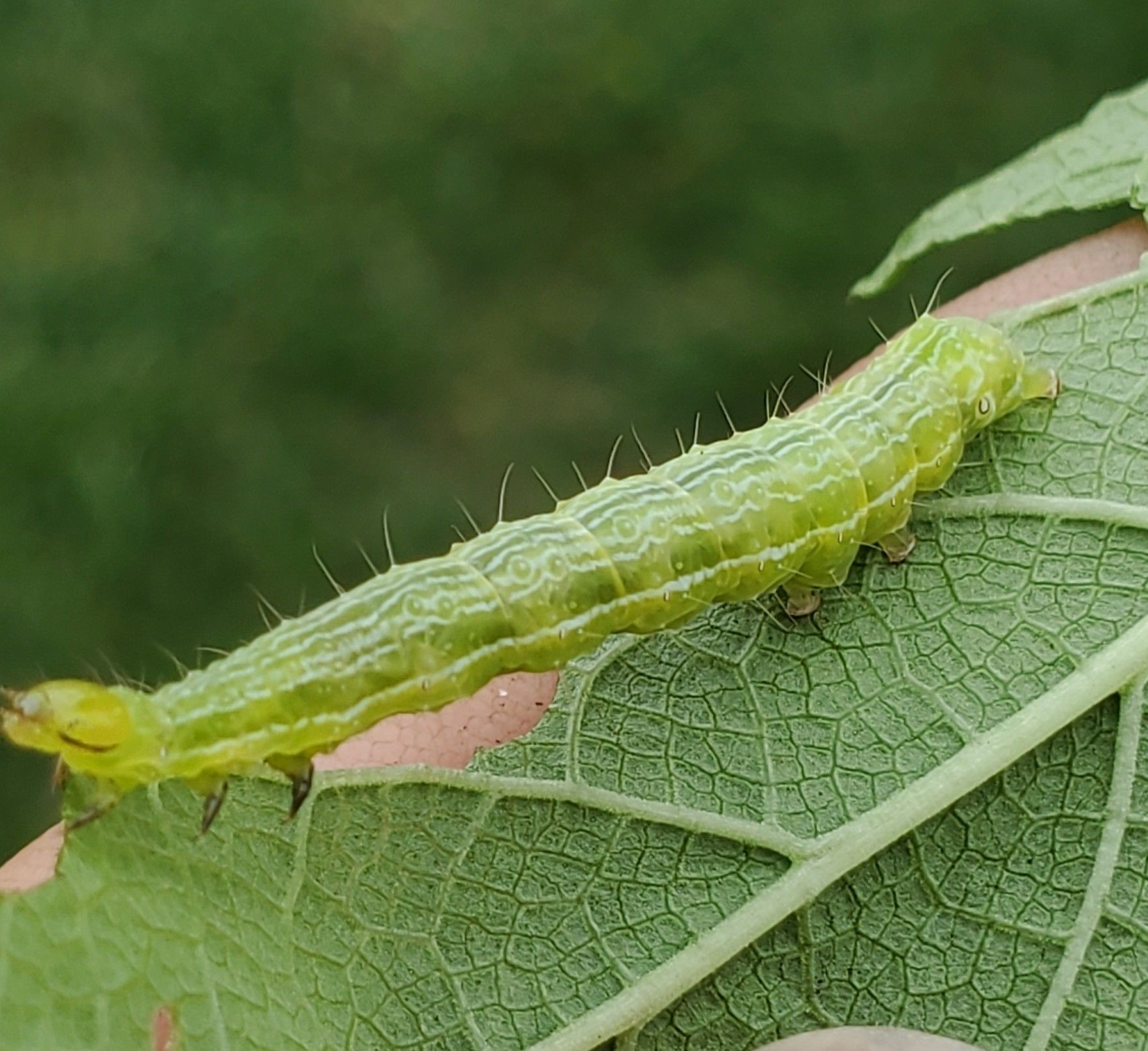 Rachiplusia