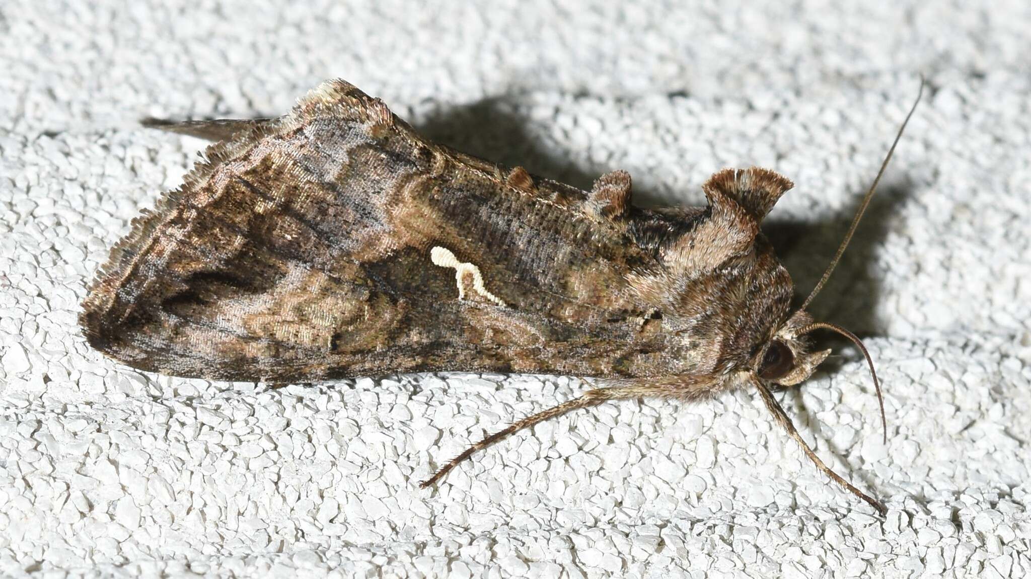 Rachiplusia