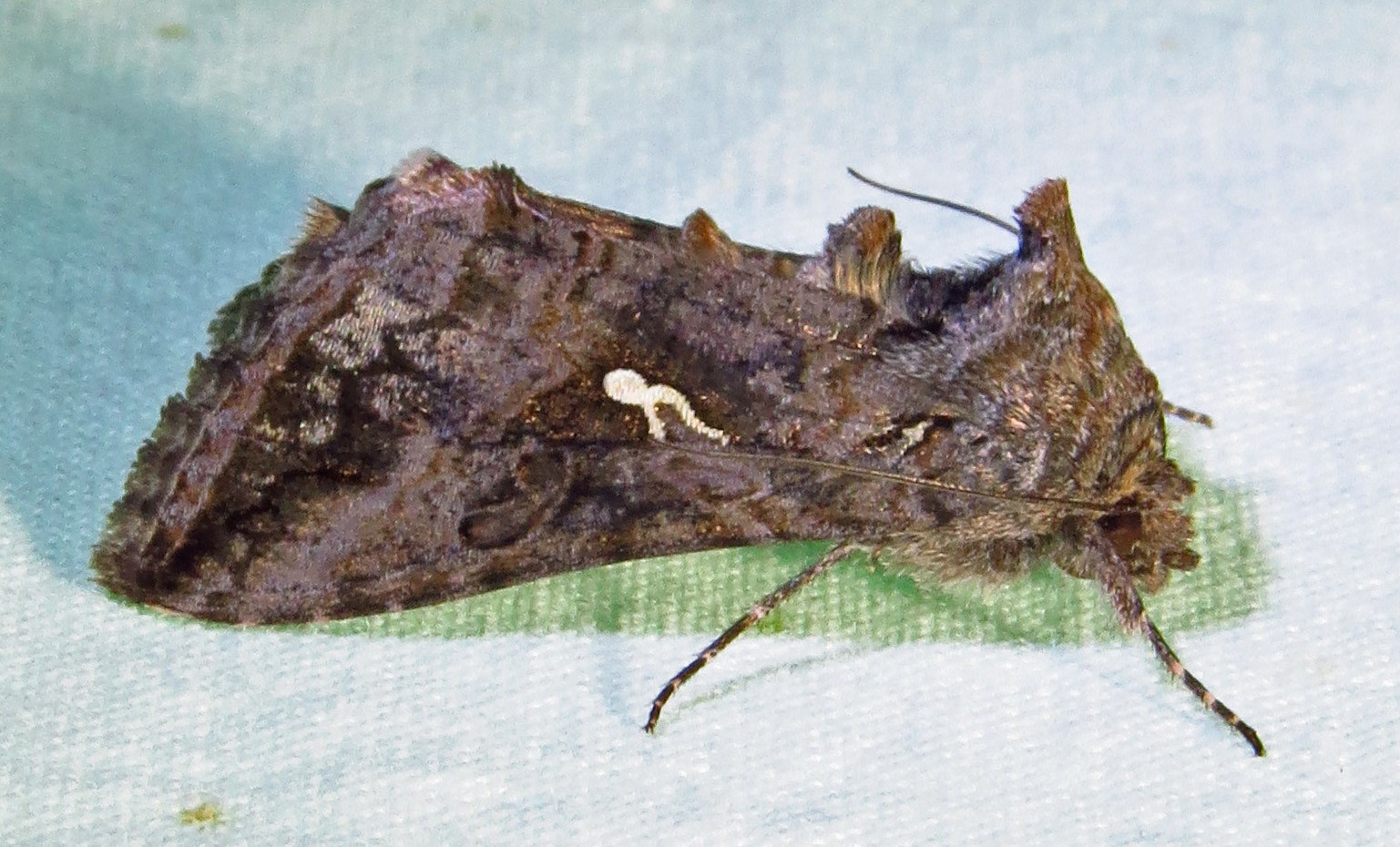 Rachiplusia