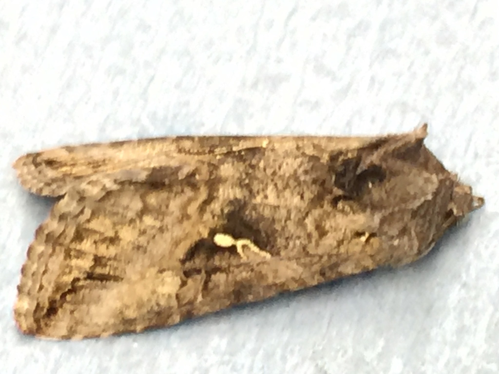 Rachiplusia