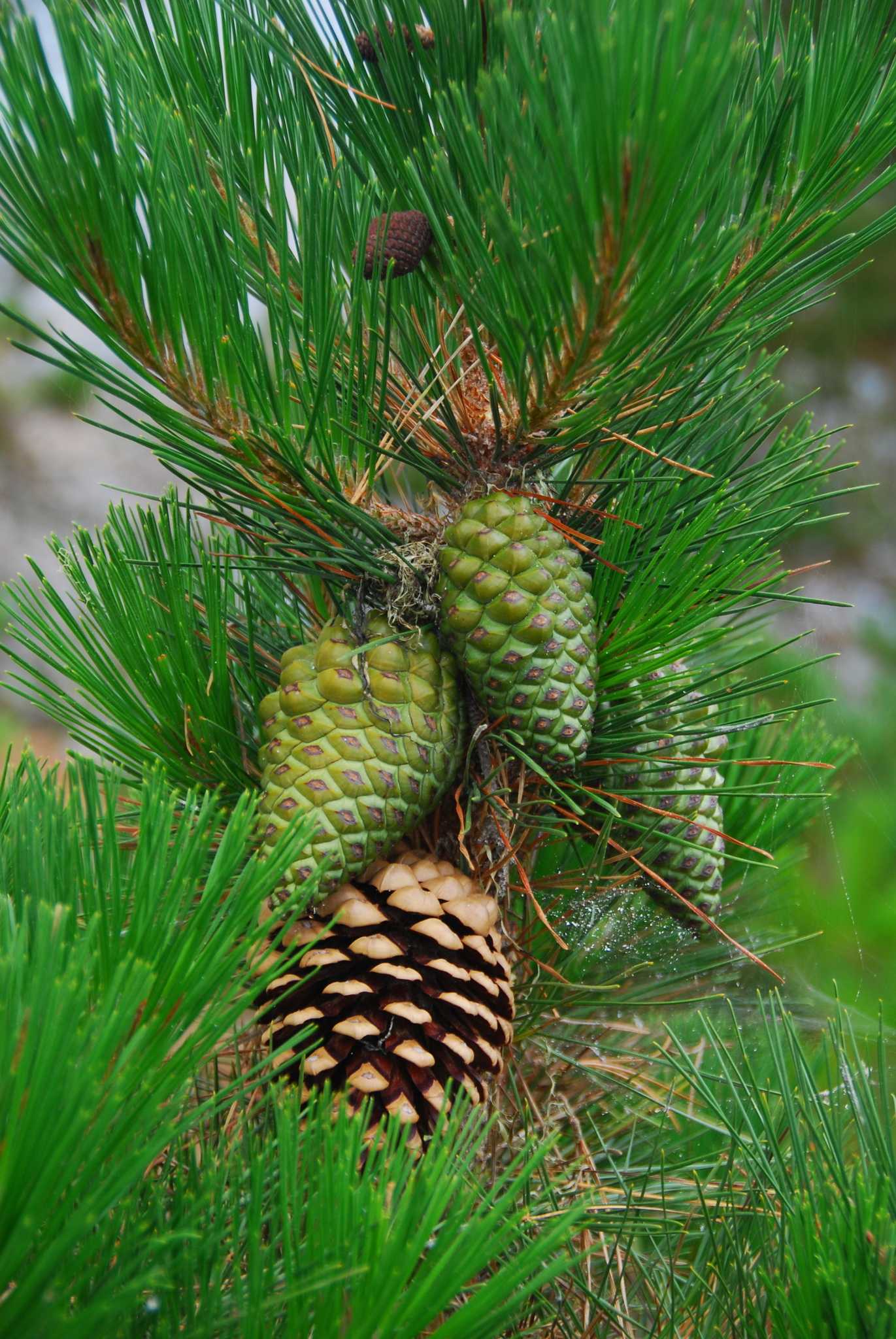 Pinus radiata