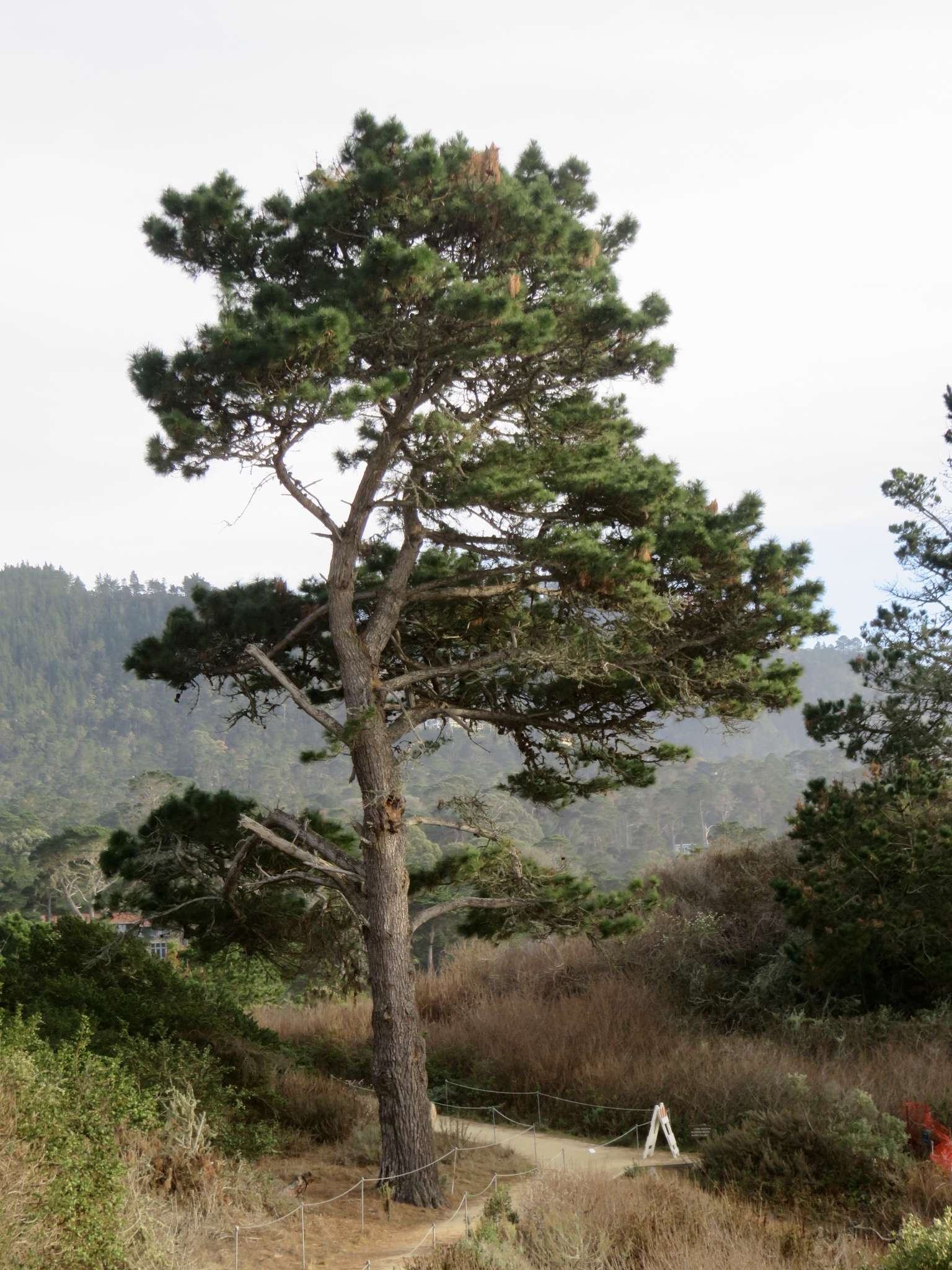 Pinus radiata