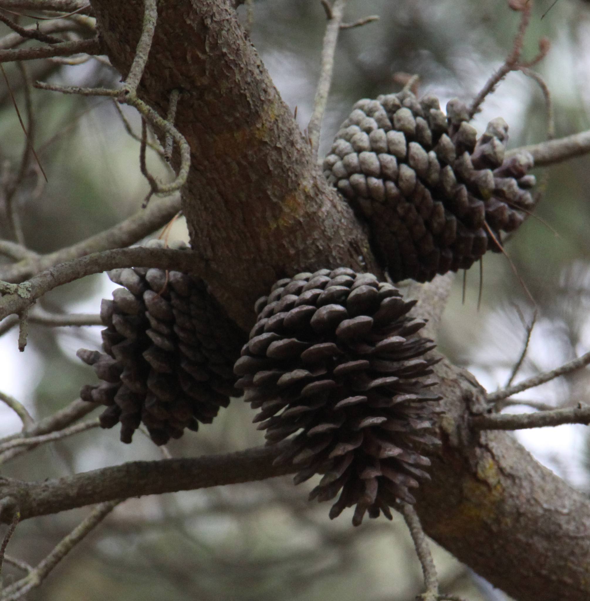 Pinus radiata
