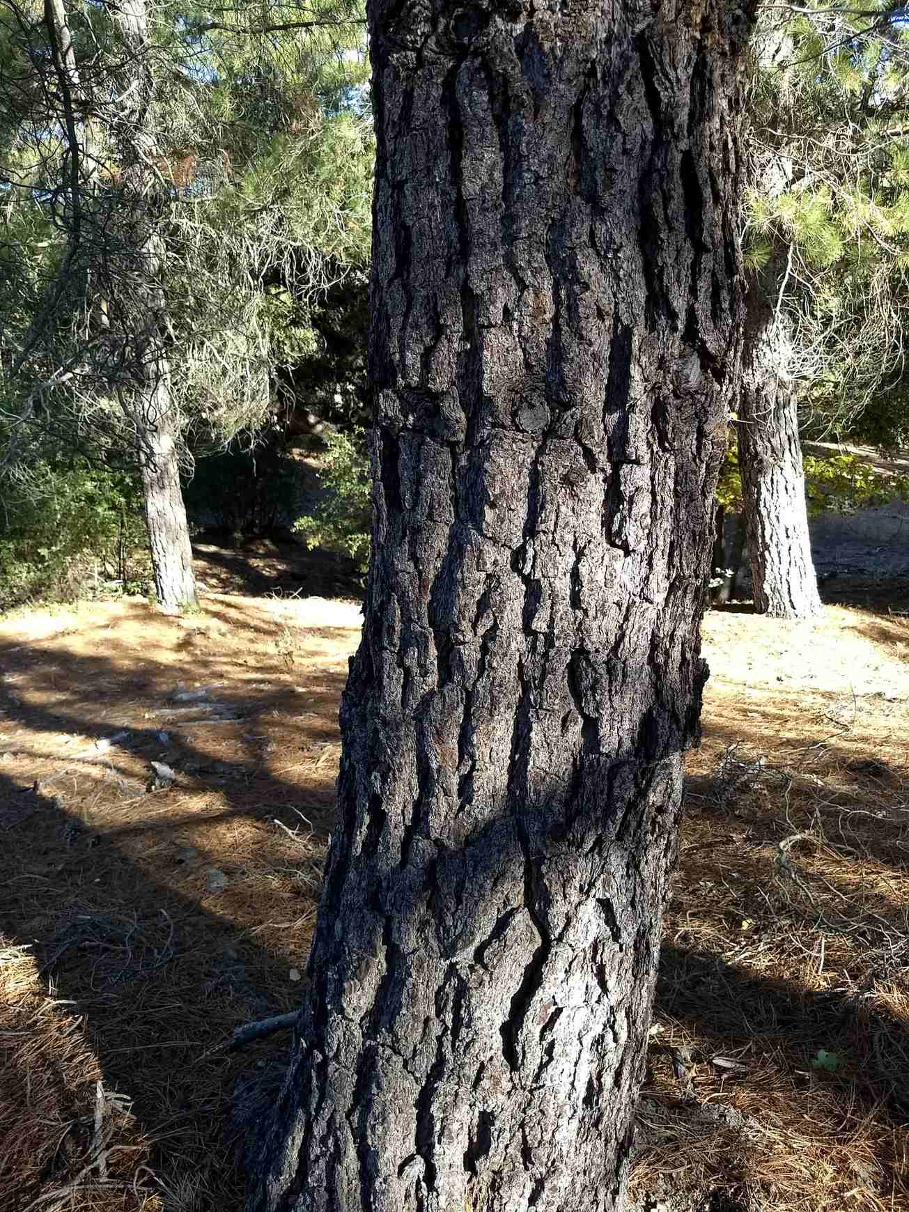 Pinus radiata