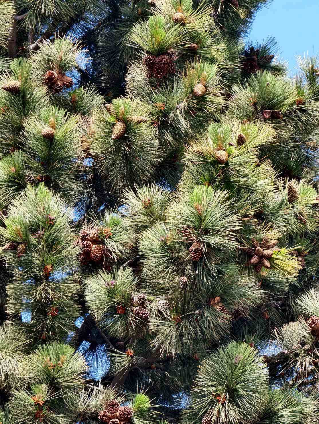 Pinus radiata