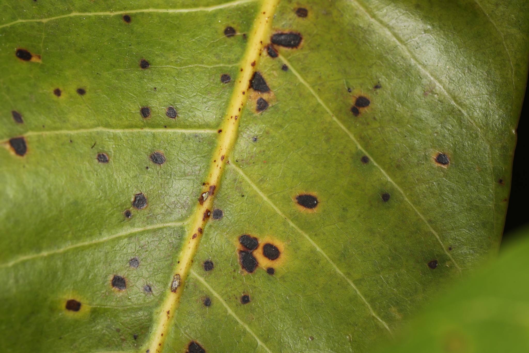 Colletotrichum gloeosporioides