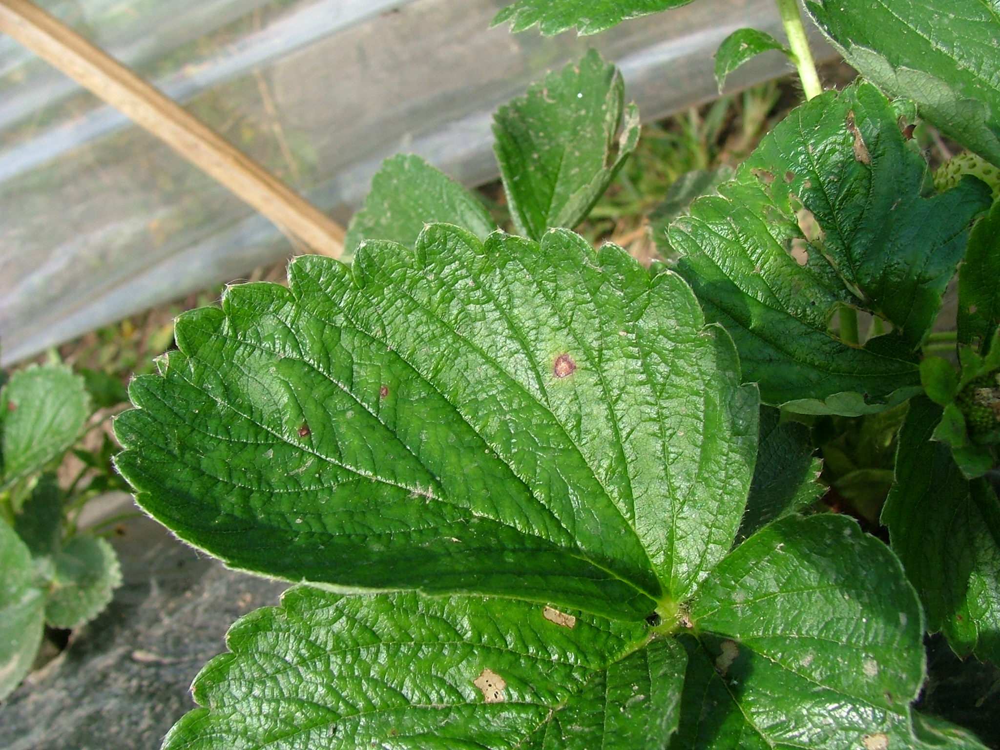 Colletotrichum gloeosporioides