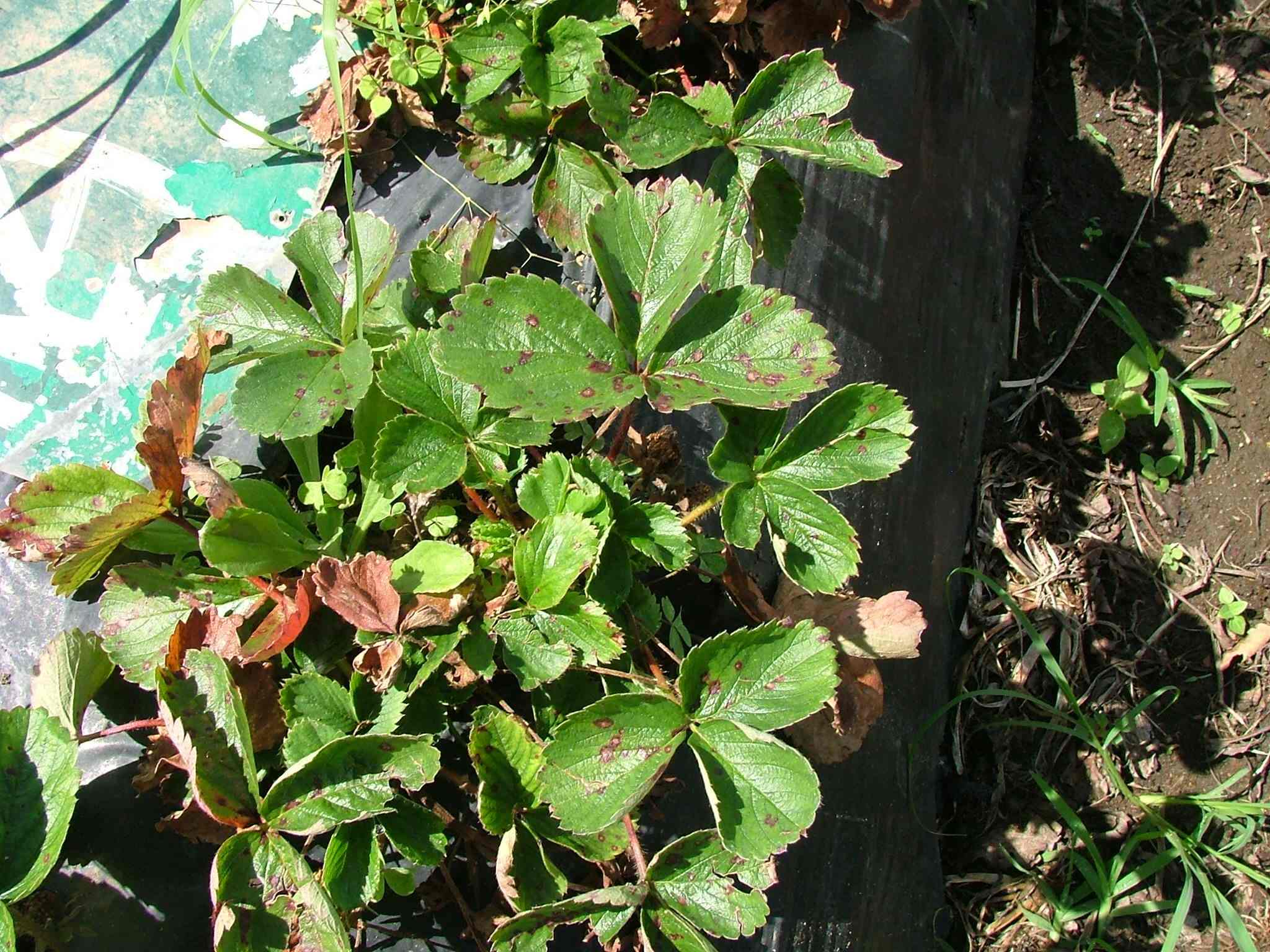Colletotrichum gloeosporioides