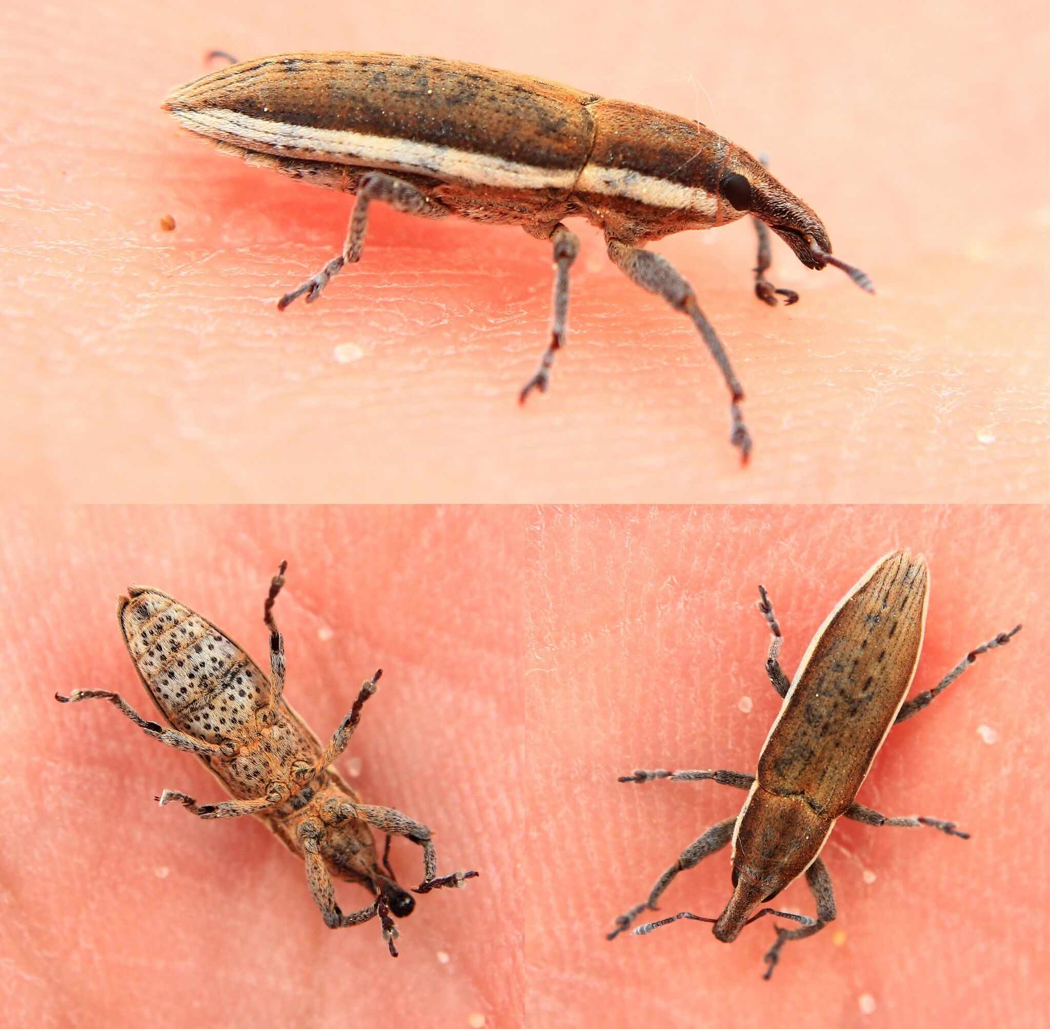 Lixus albomarginatus