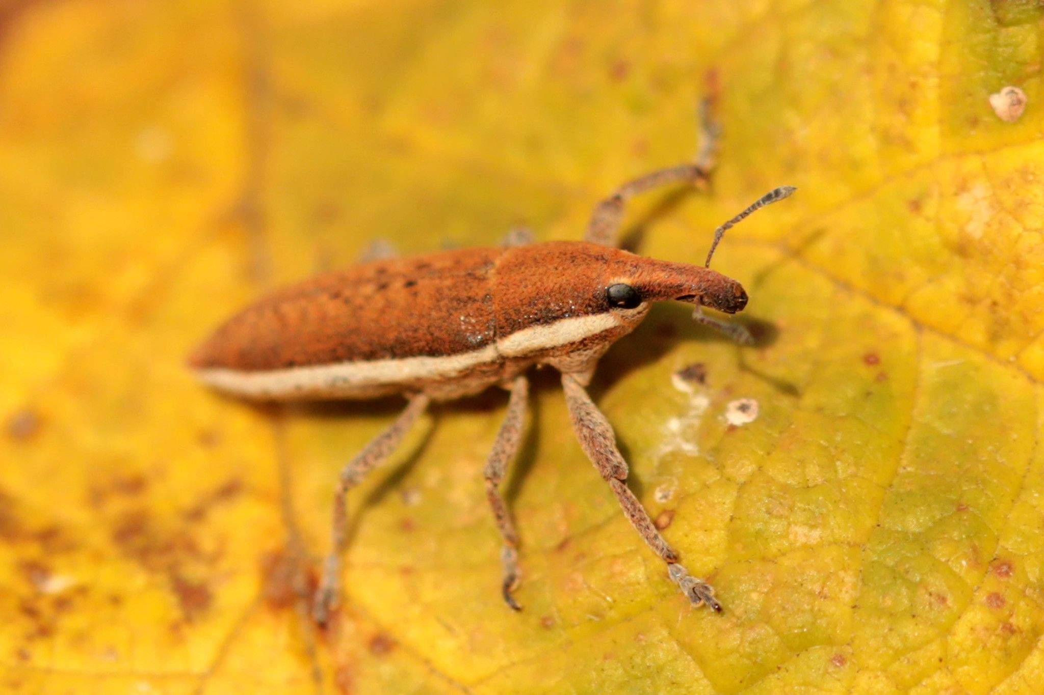 Lixus albomarginatus