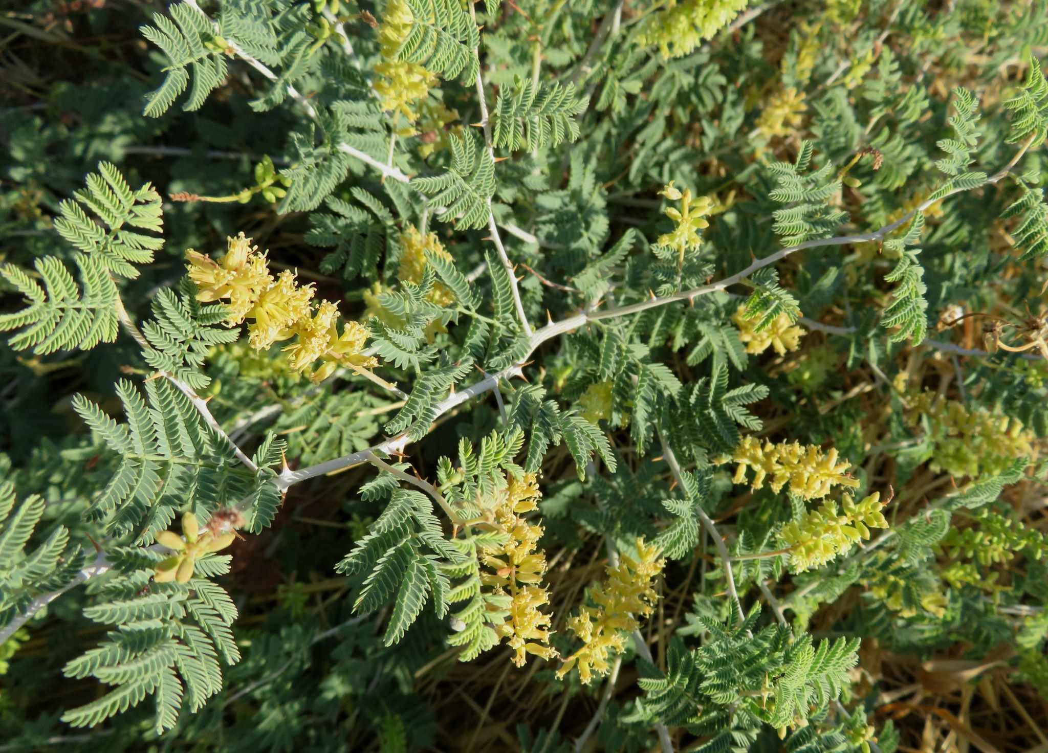 Prosopis farcta