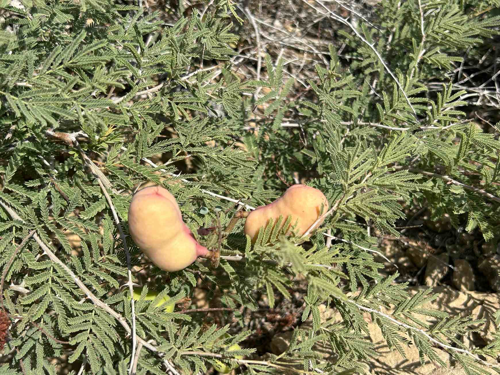 Prosopis farcta