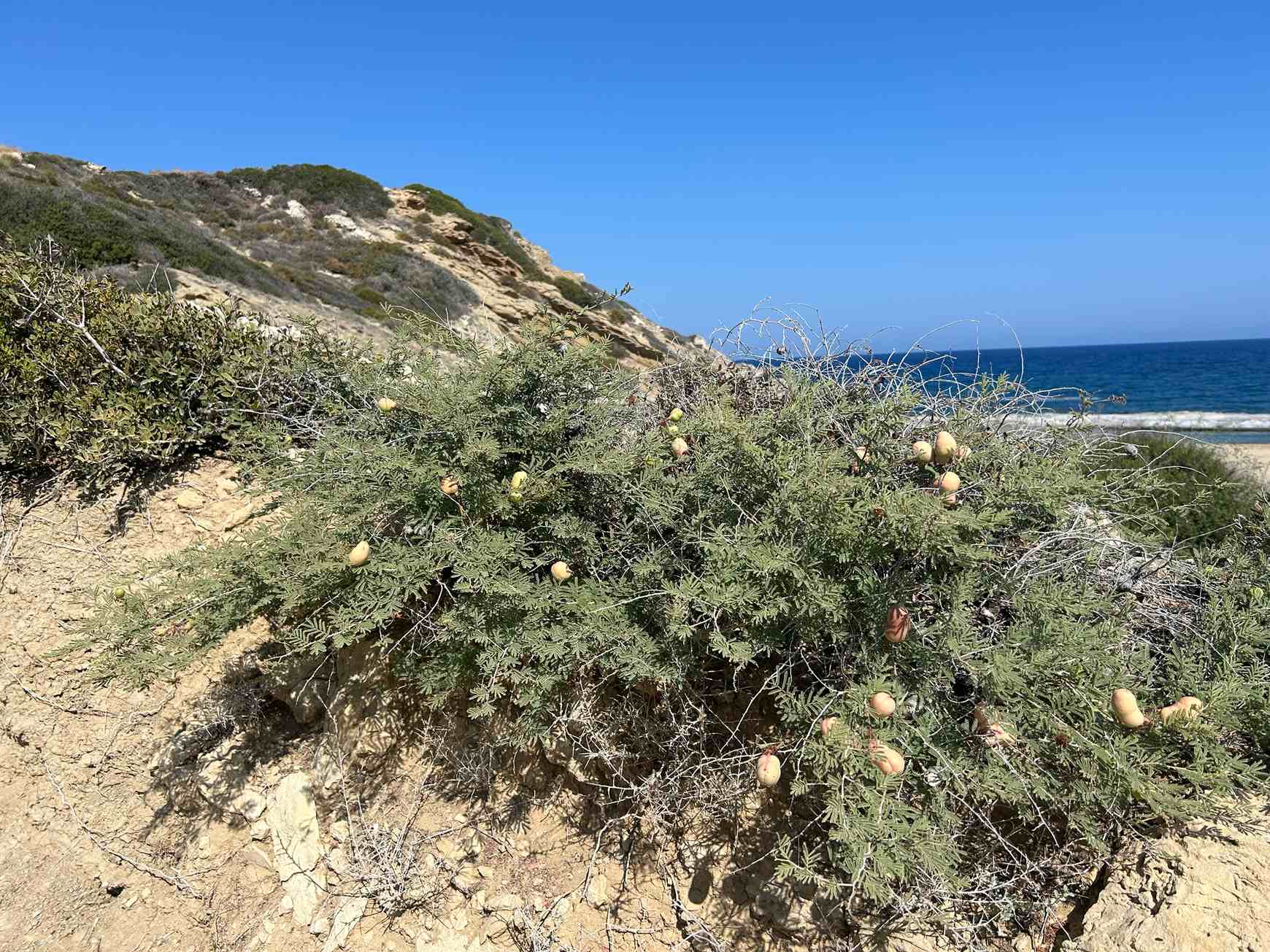 Prosopis farcta