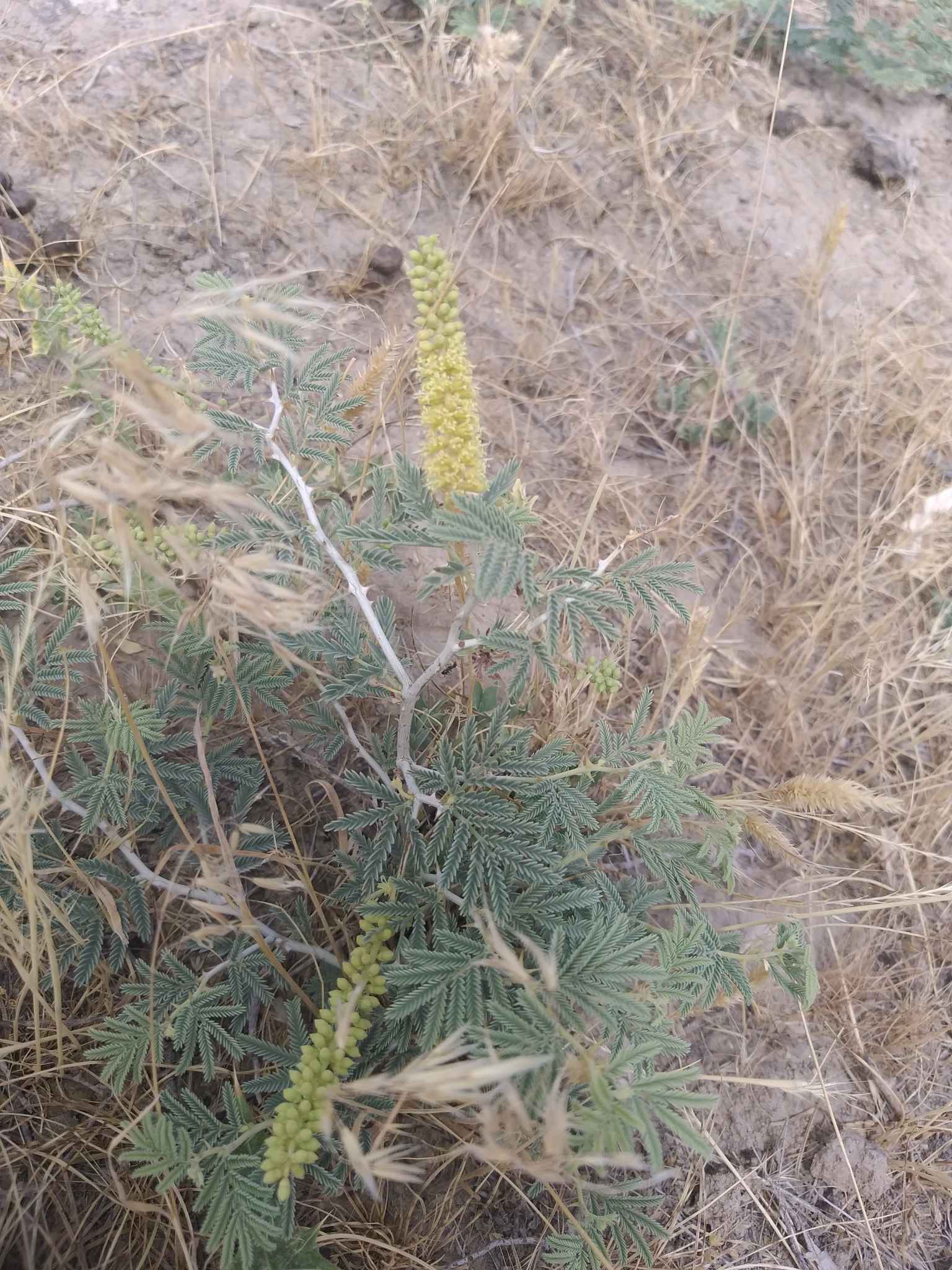 Prosopis farcta