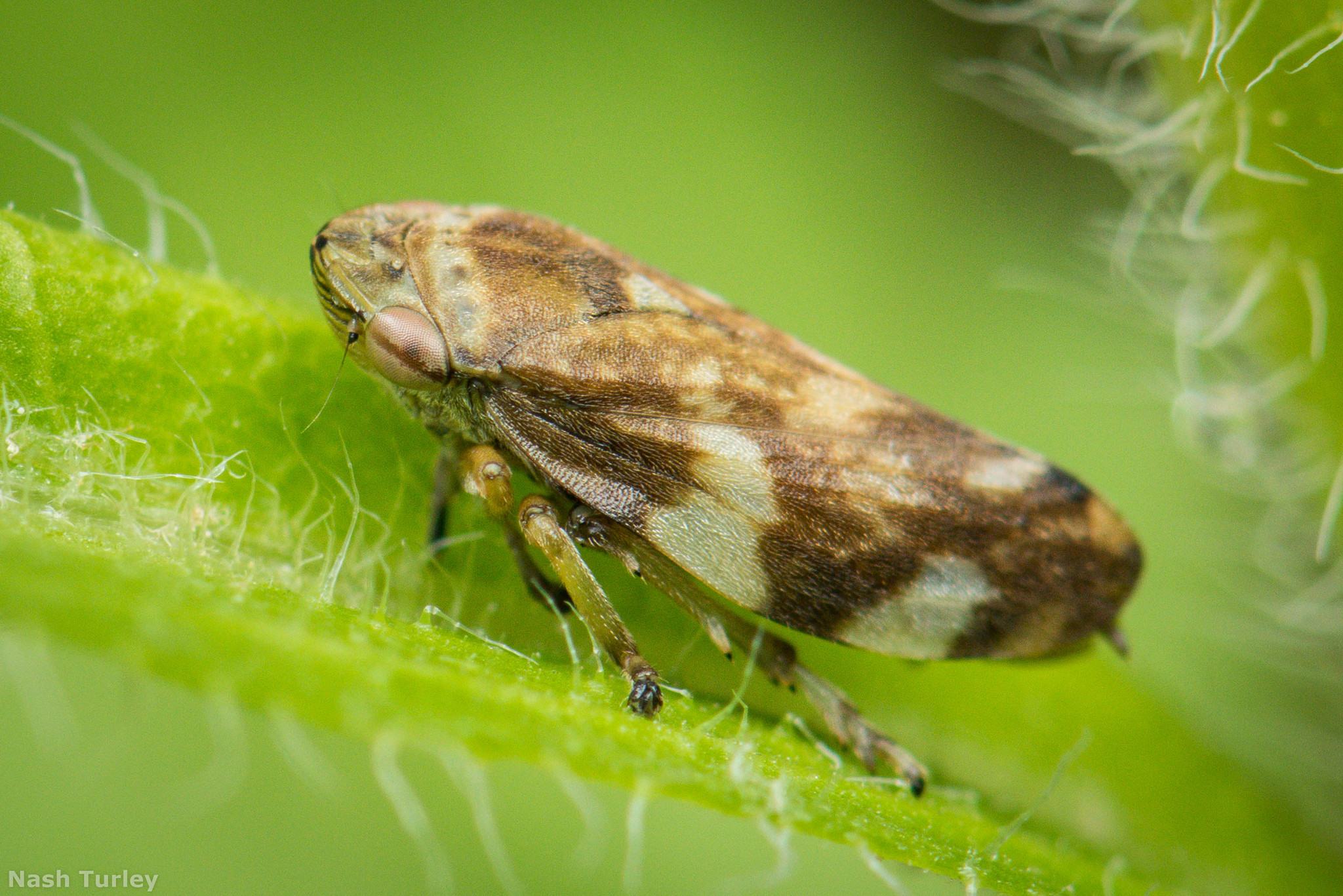 Philaenus spumarius