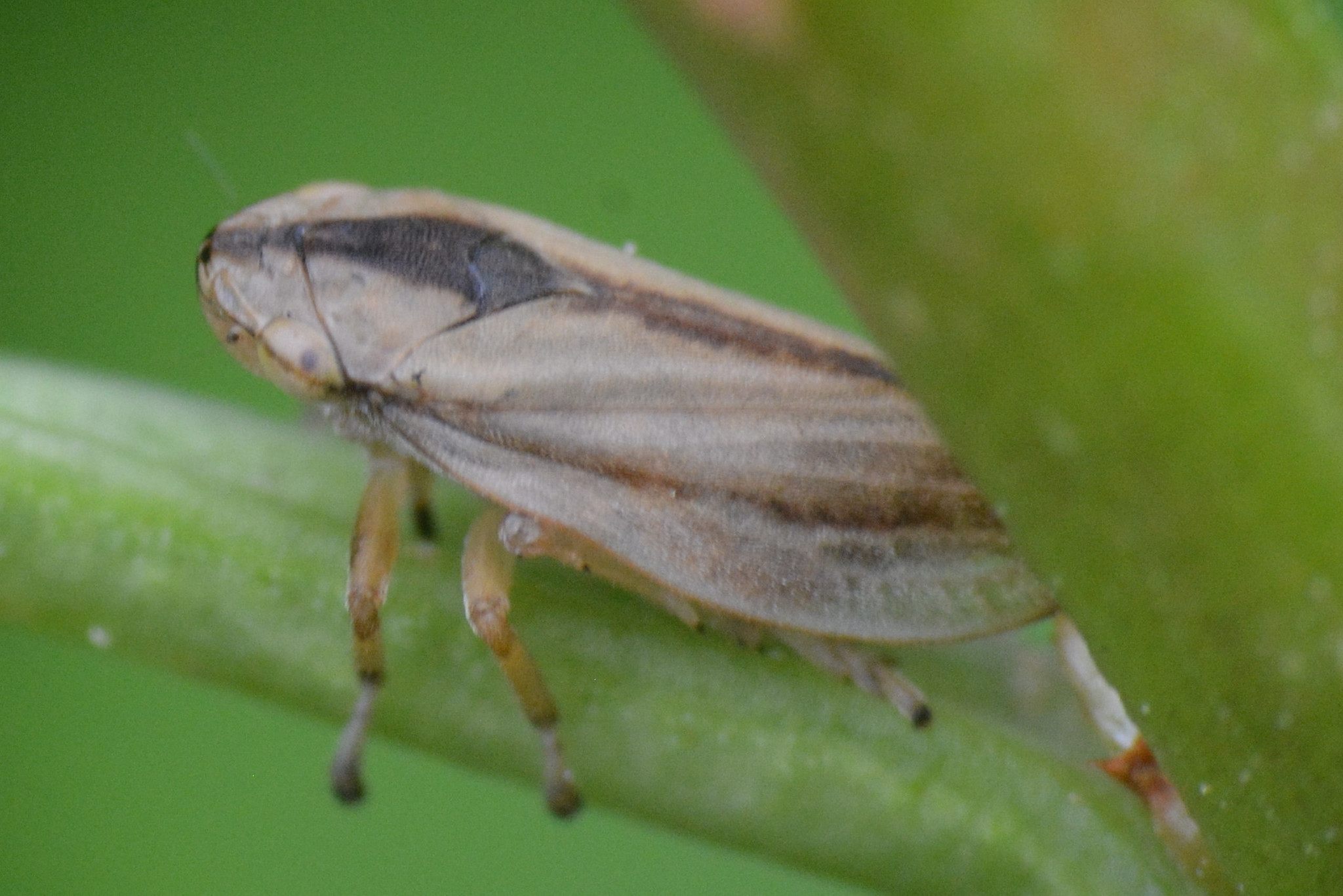 Philaenus spumarius