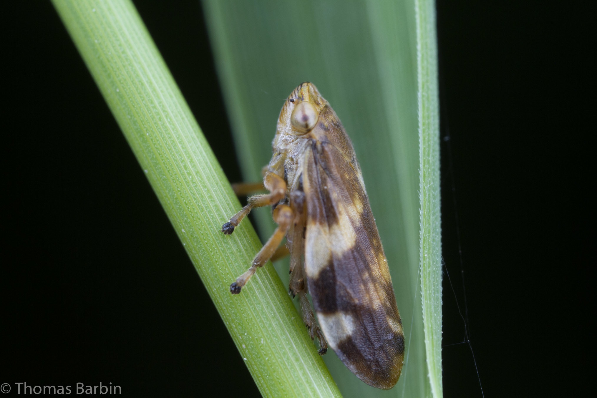 Philaenus spumarius