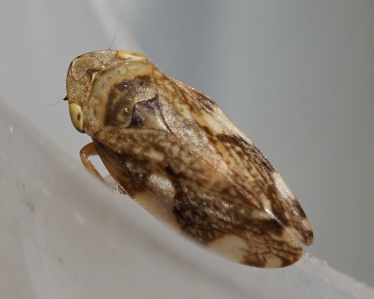 Philaenus spumarius