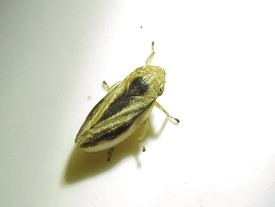 Philaenus spumarius