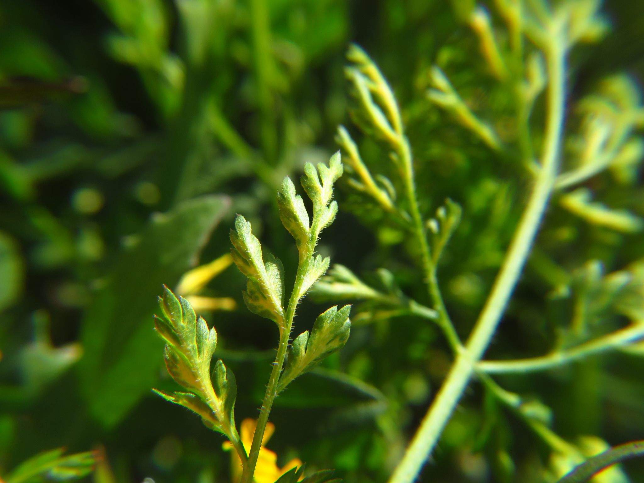 Carrot thin leaf virus