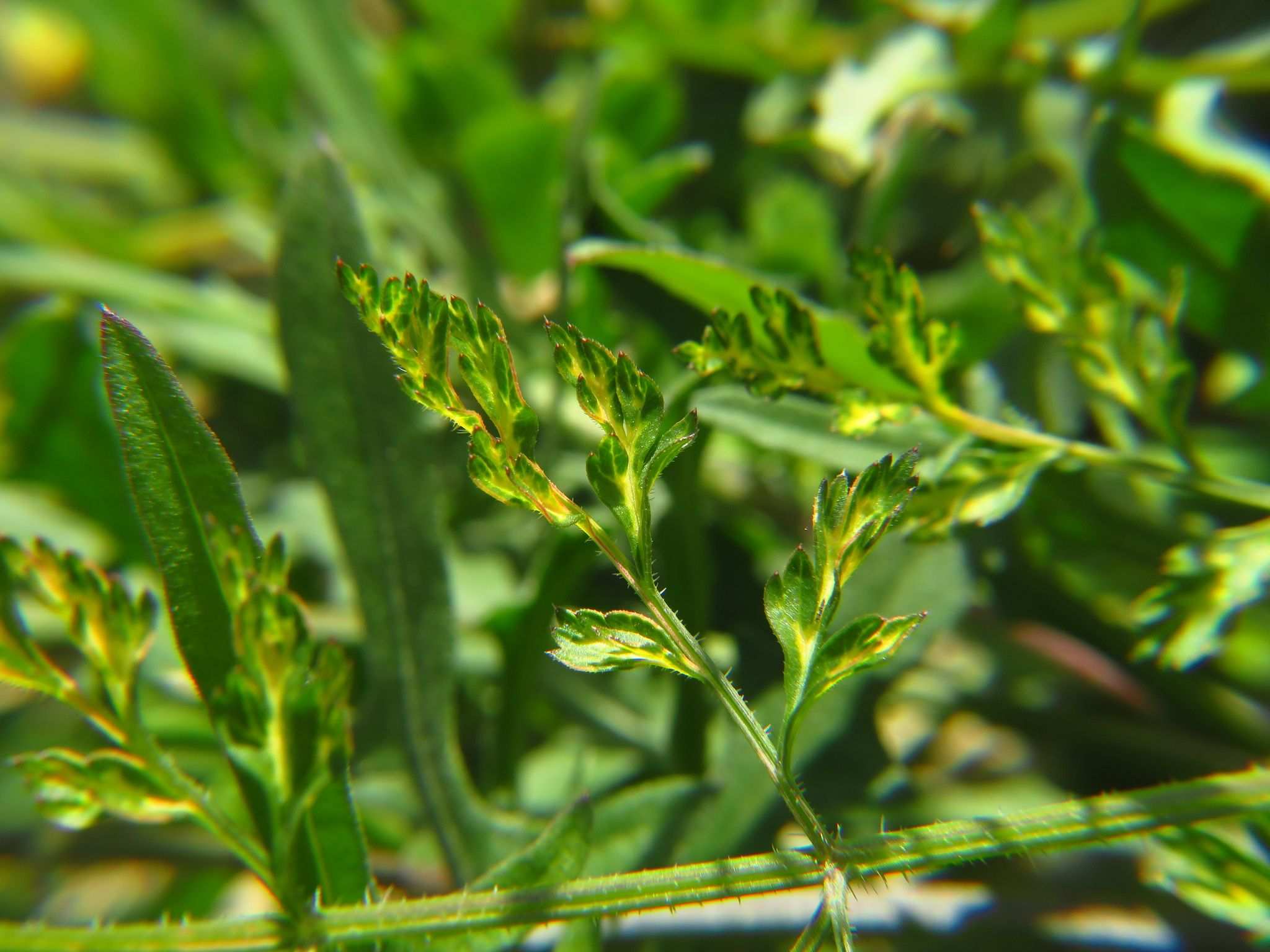 Carrot thin leaf virus
