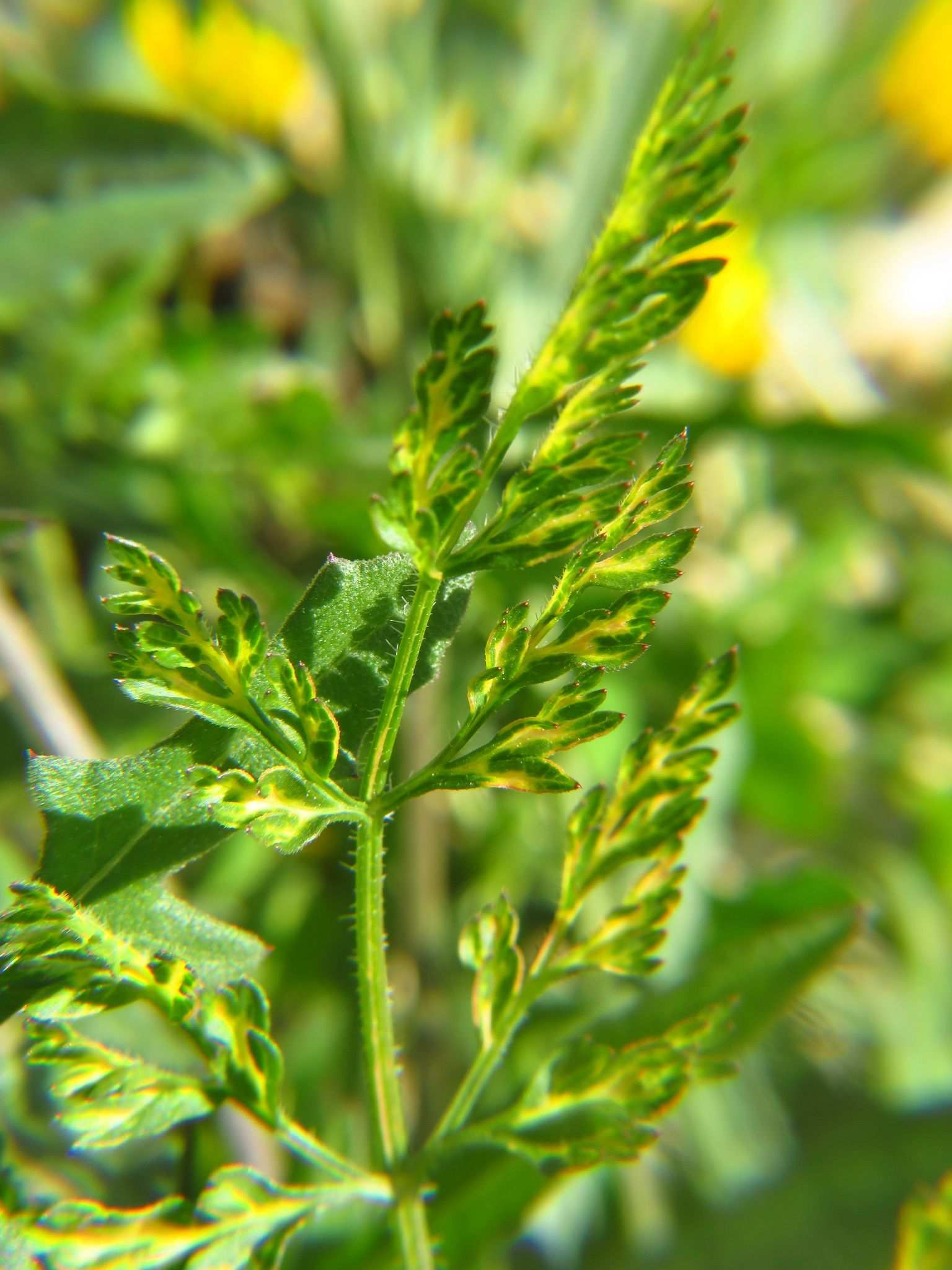 Carrot thin leaf virus