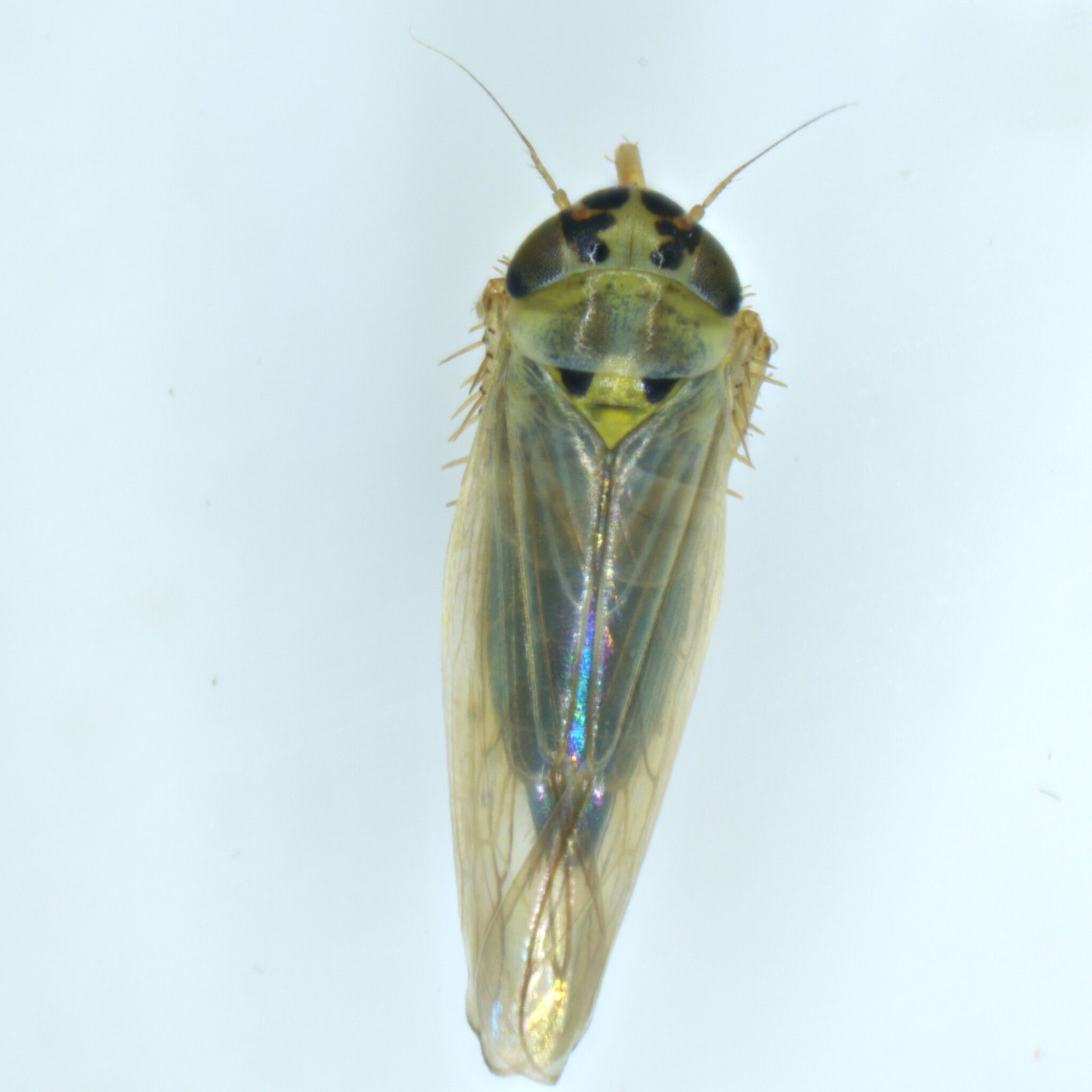 Macrosteles laevis