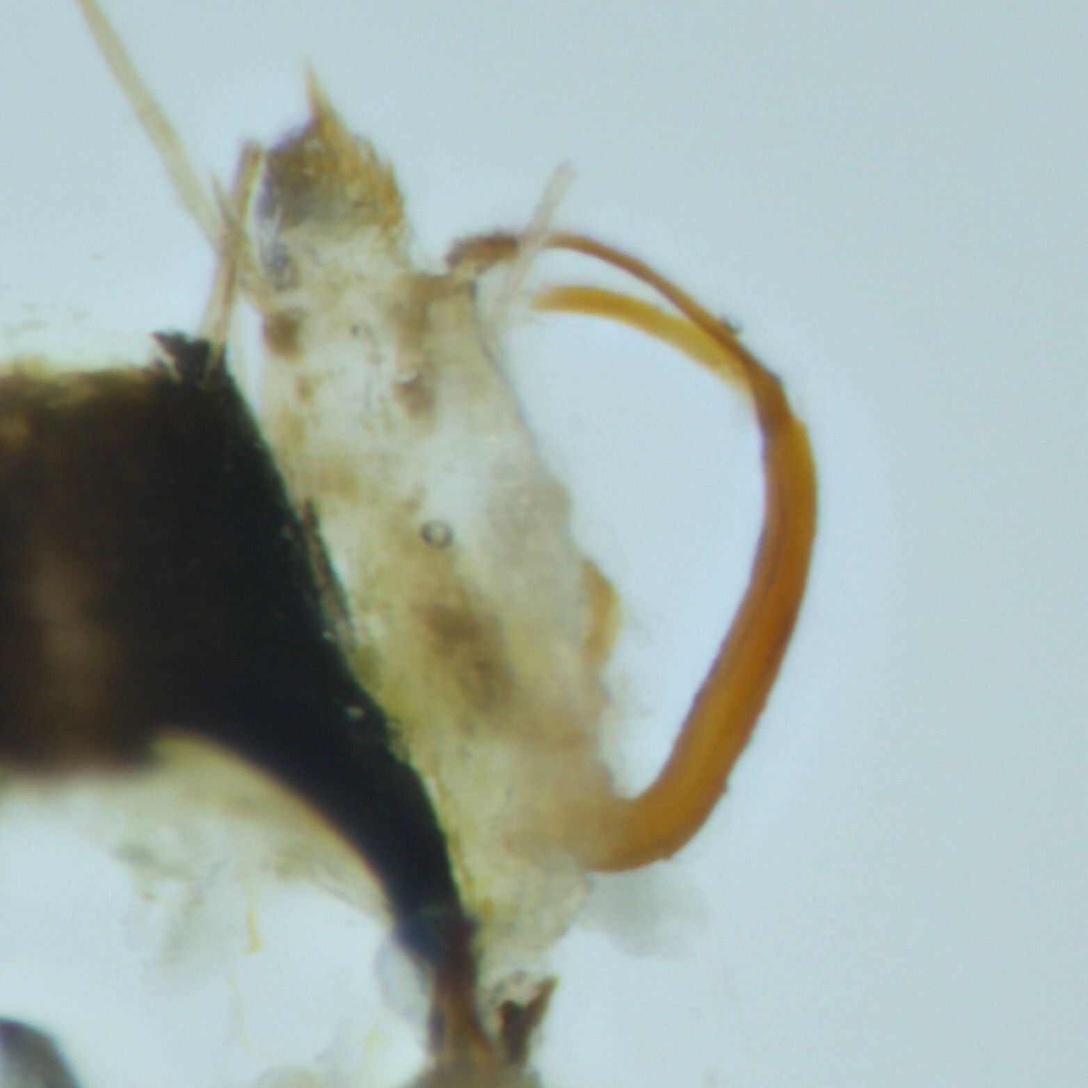 Macrosteles laevis