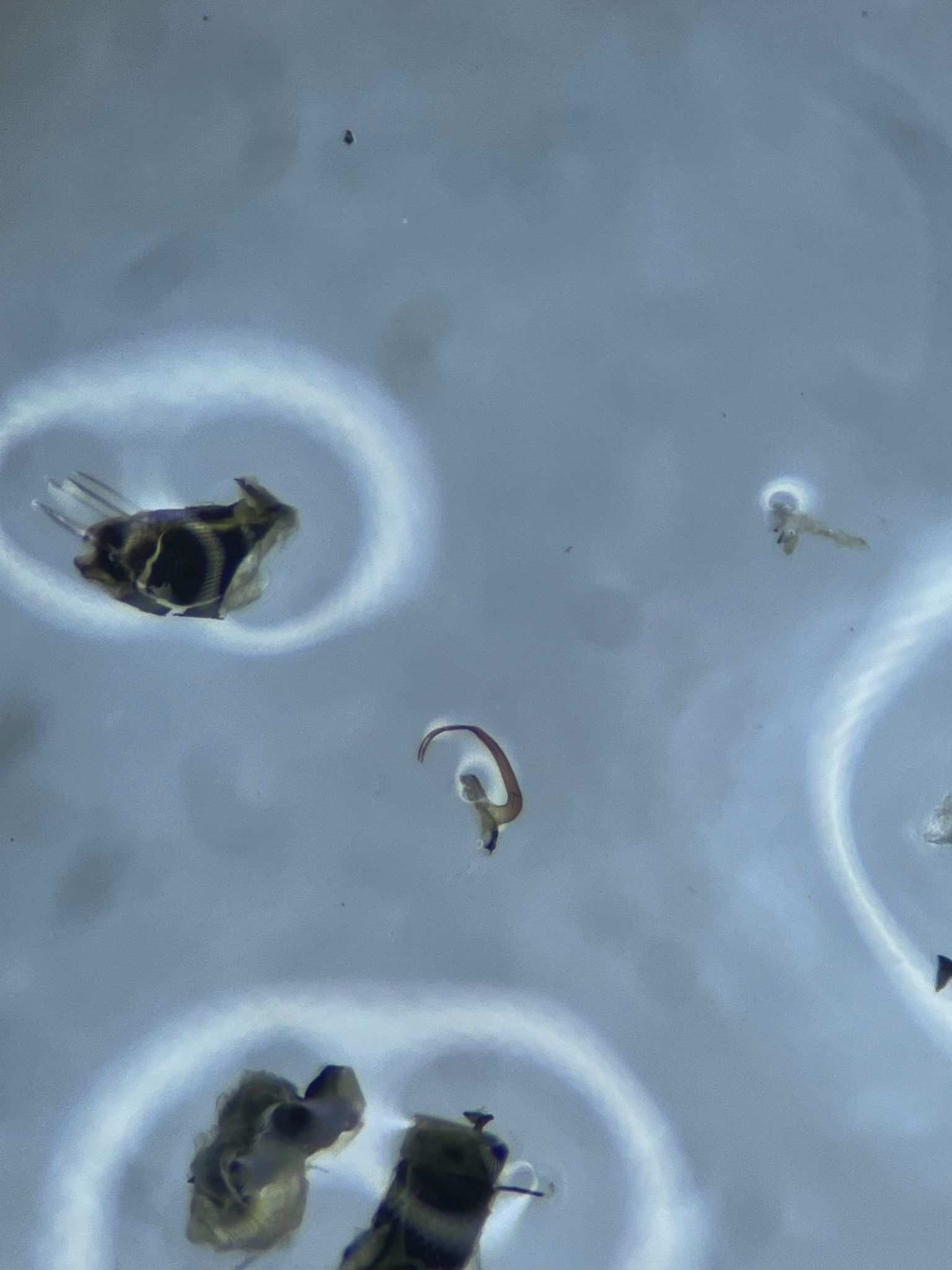 Macrosteles laevis