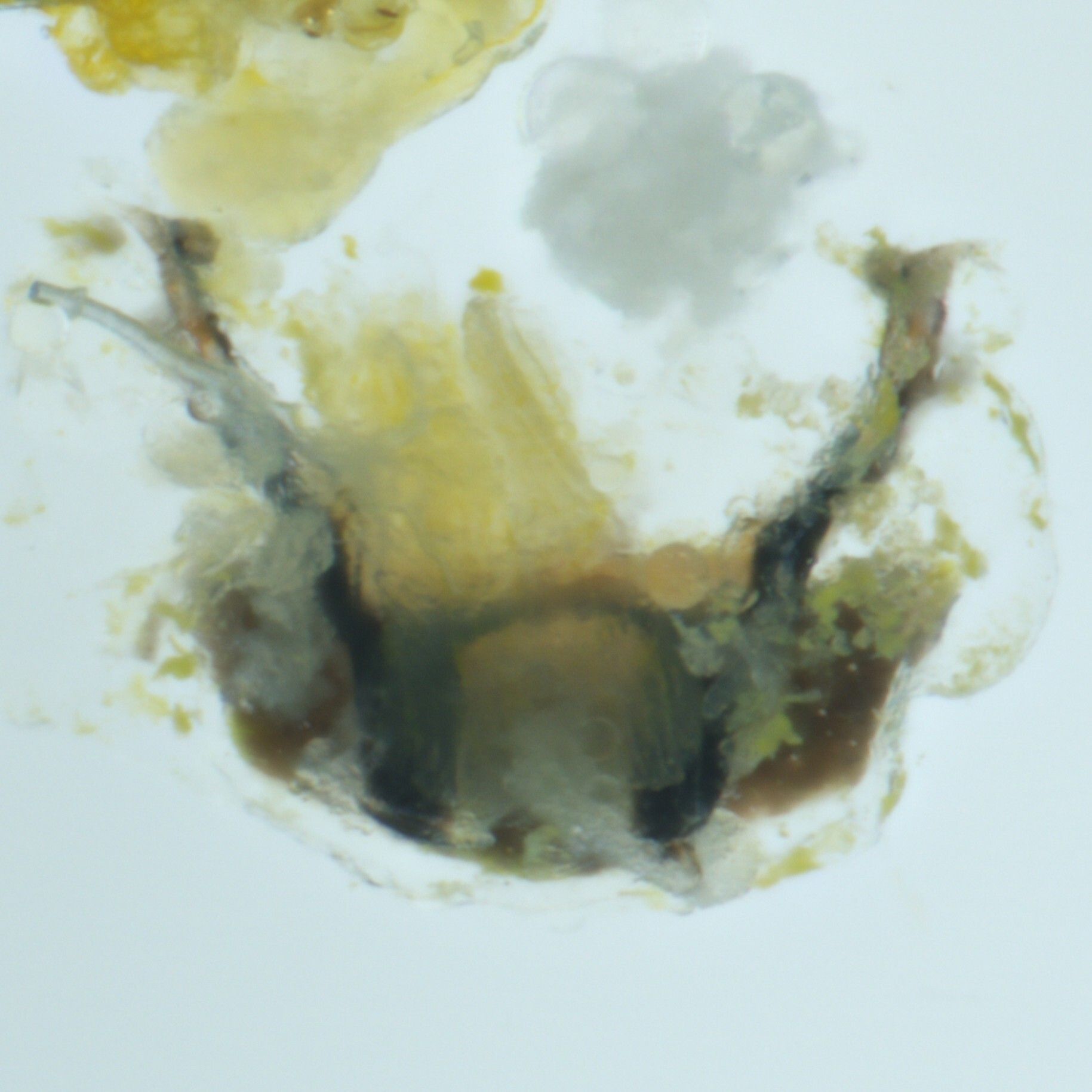 Macrosteles laevis