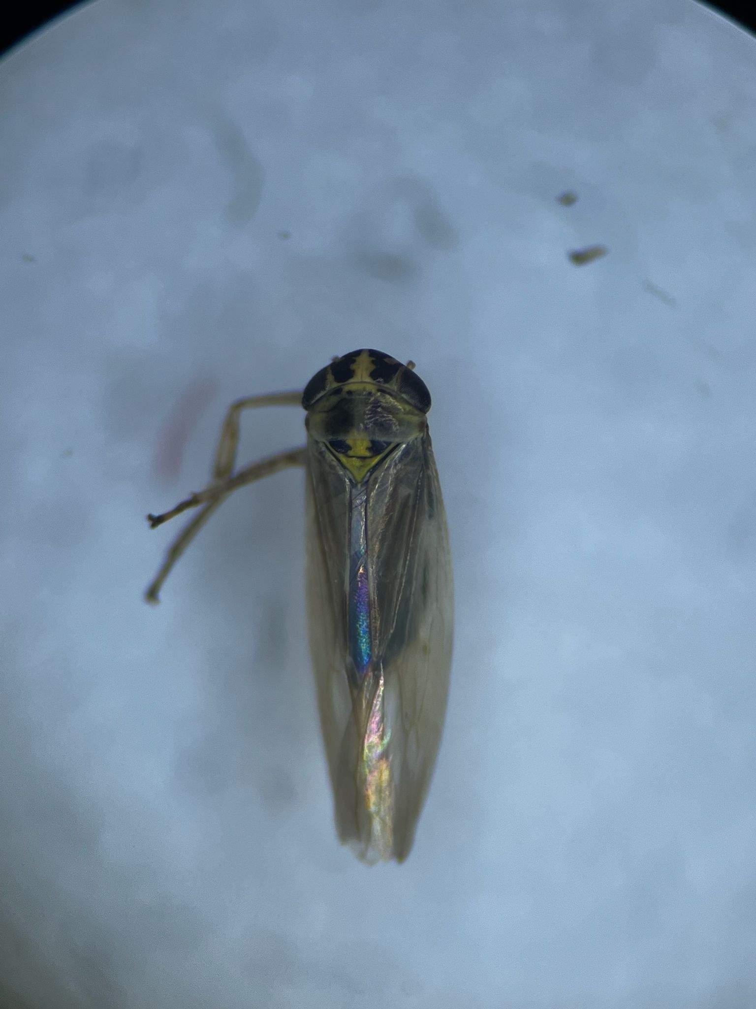 Macrosteles laevis