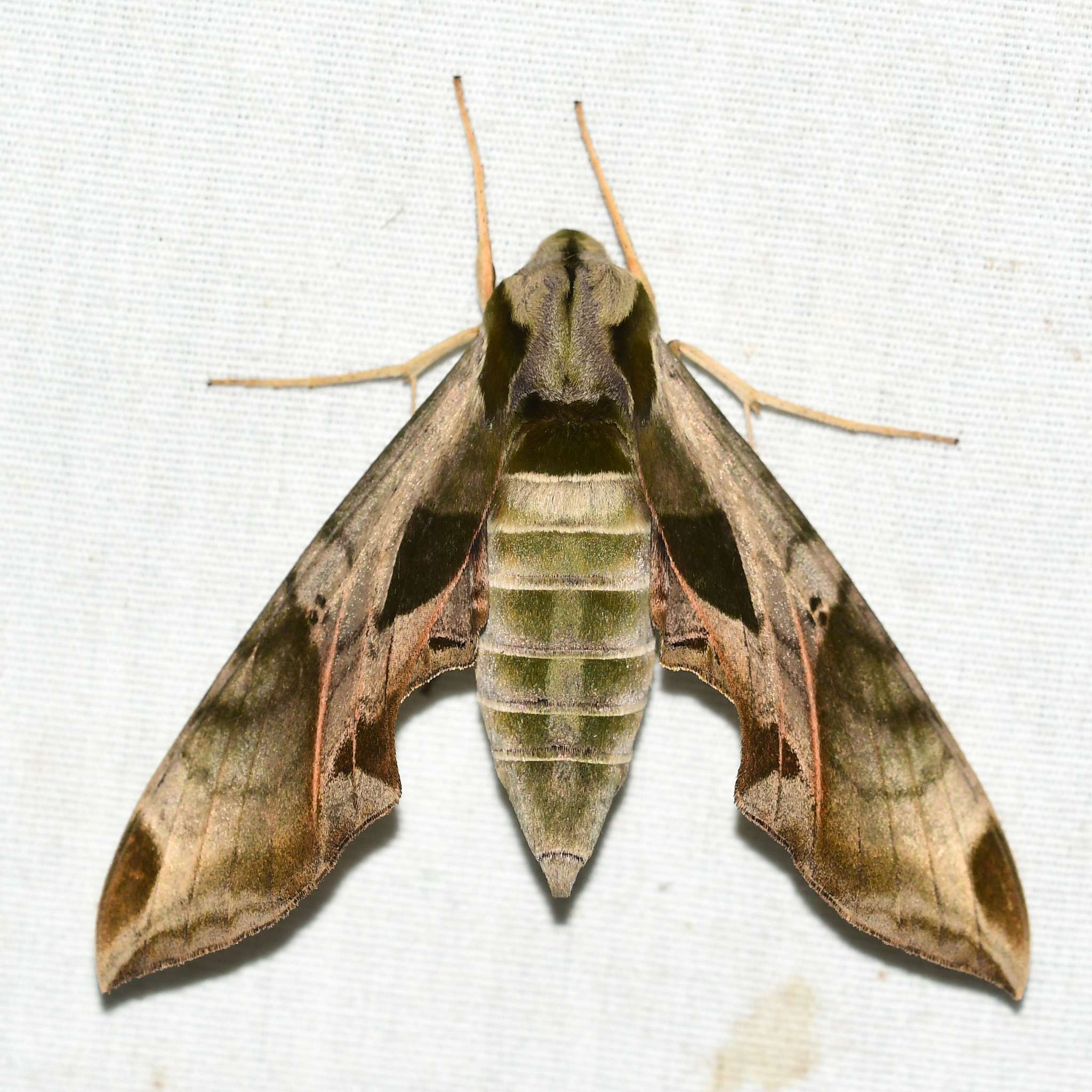 Eumorpha