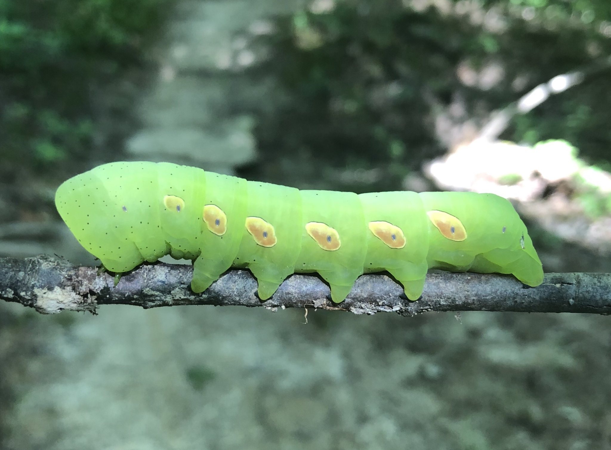 Eumorpha