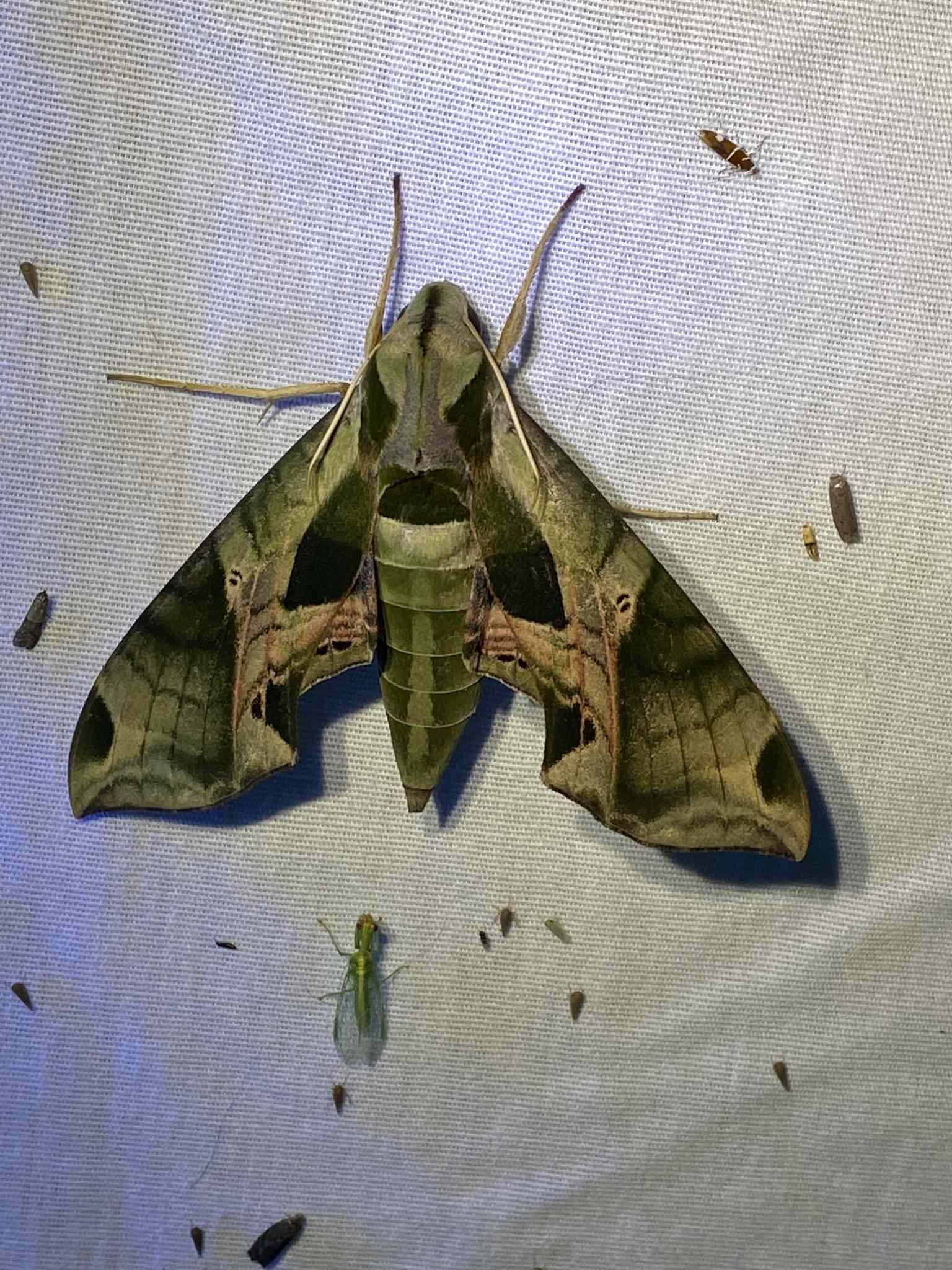 Eumorpha