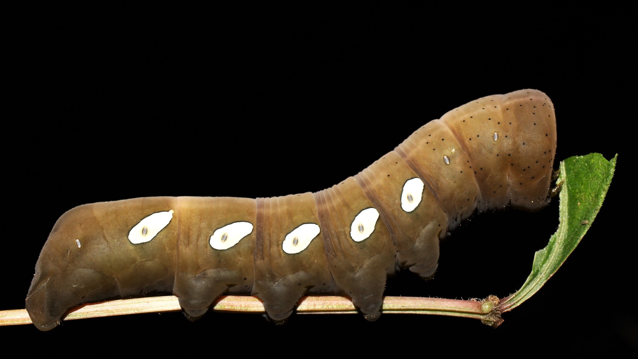 Eumorpha