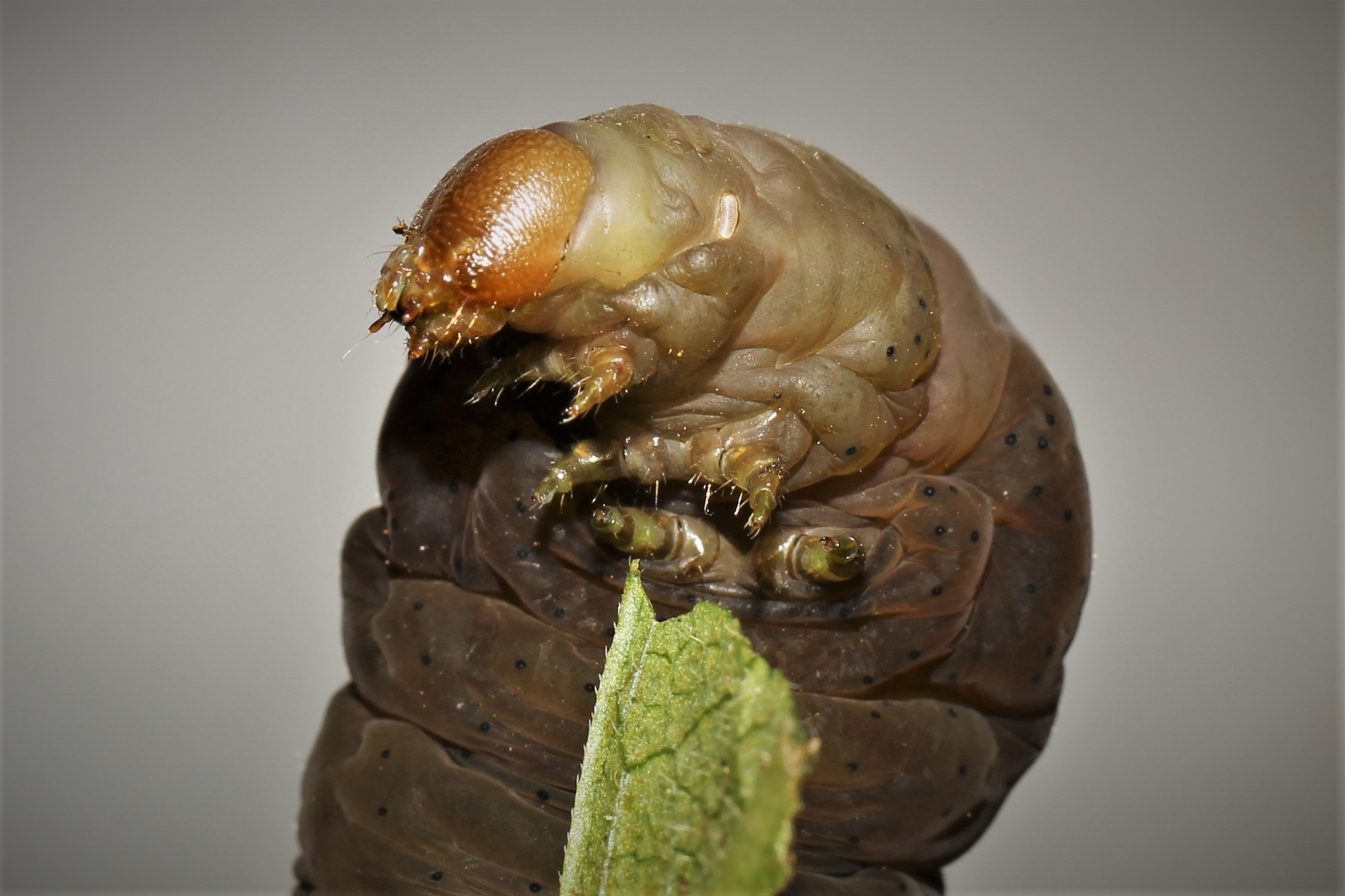 Eumorpha