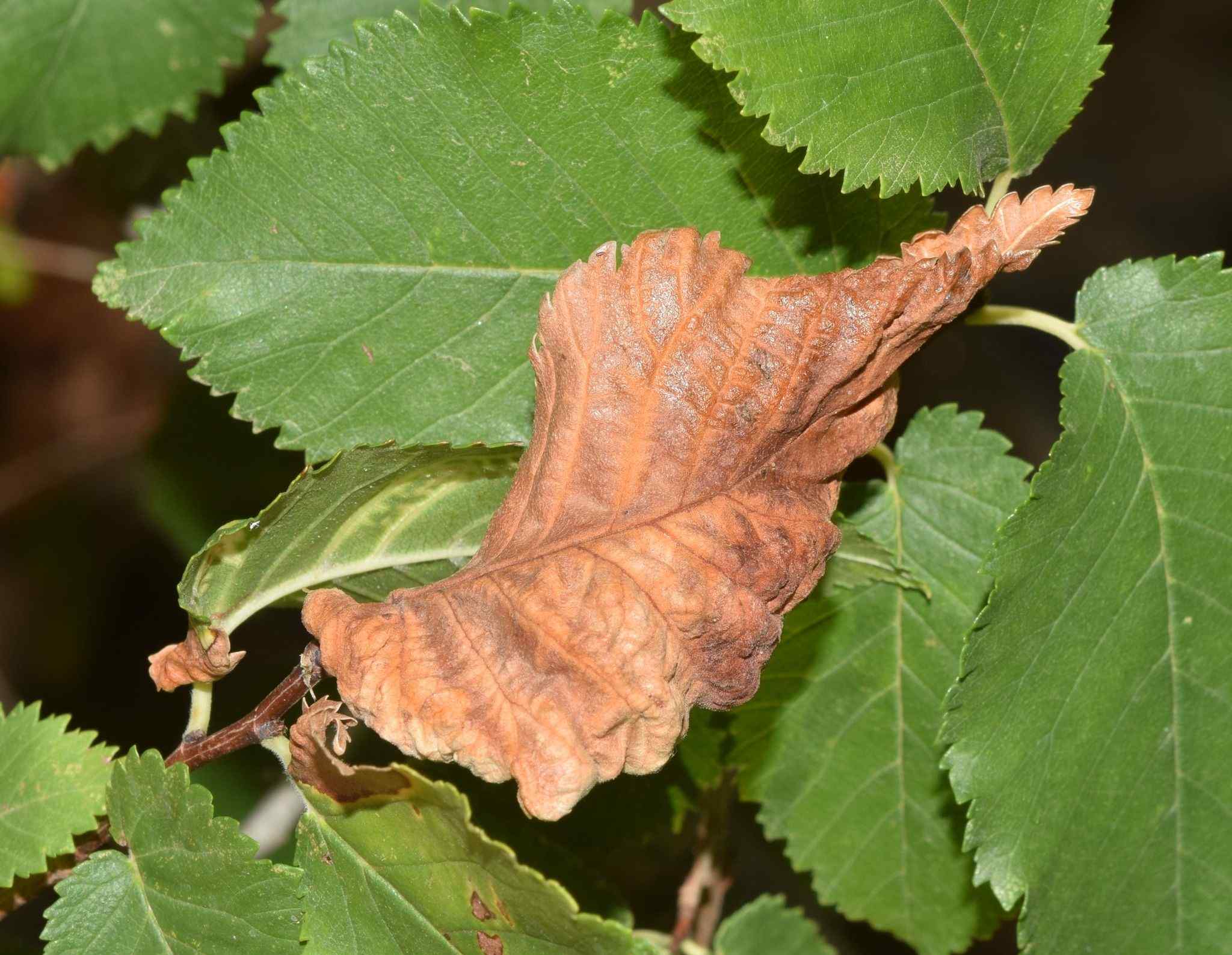 Eriosoma grossulariae
