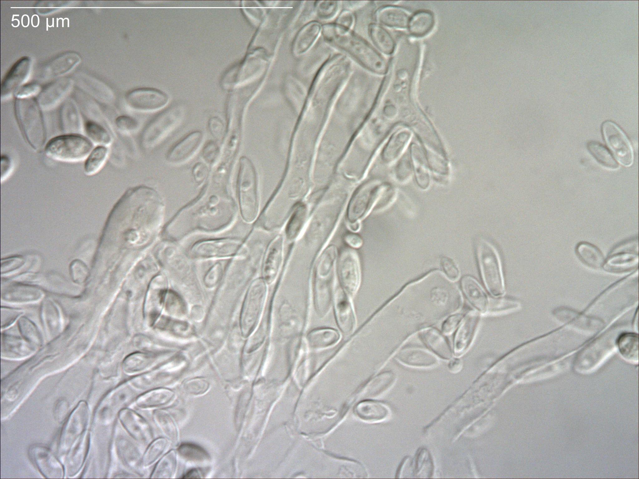Aureobasidium pullulans