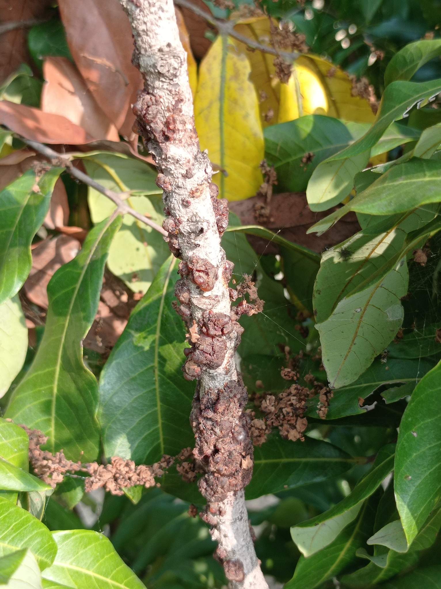 Kerria lacca