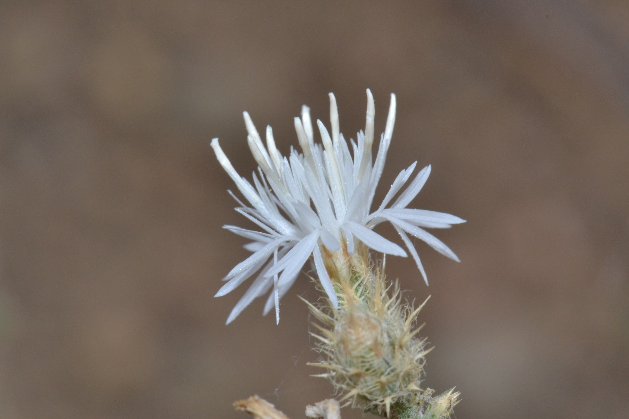 Centaurea diffusa