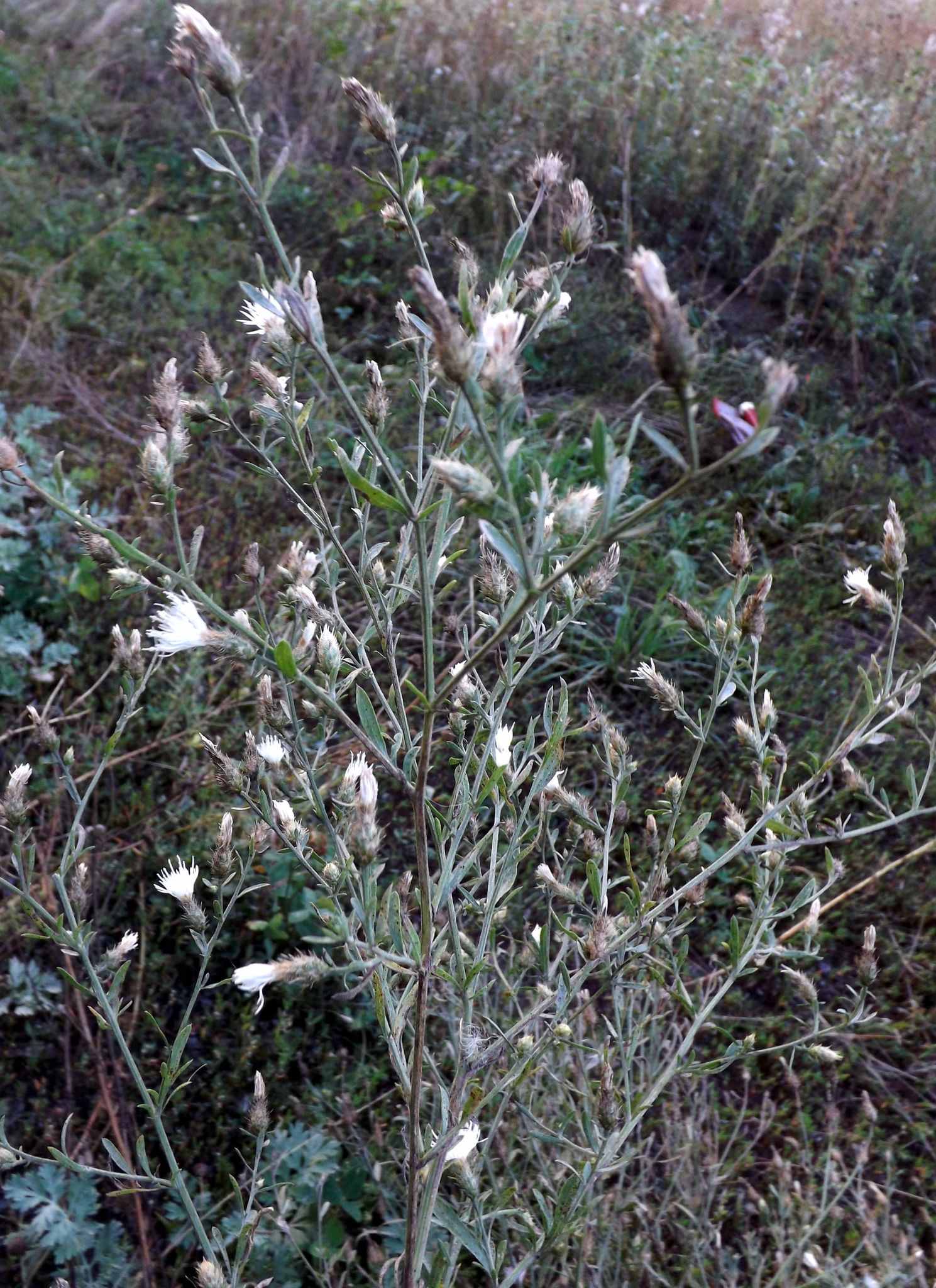 Centaurea diffusa