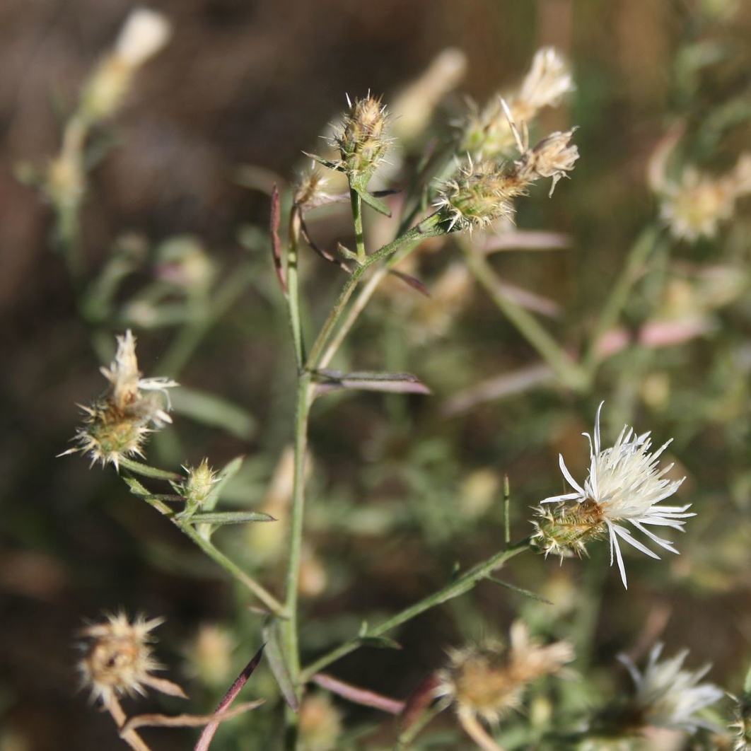 Centaurea diffusa