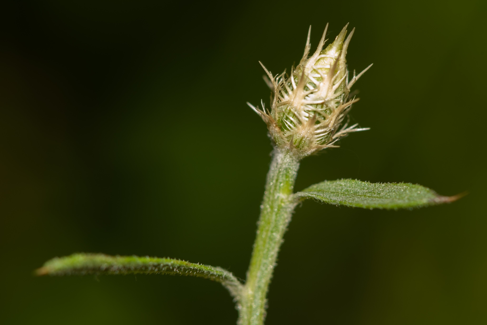 Centaurea diffusa