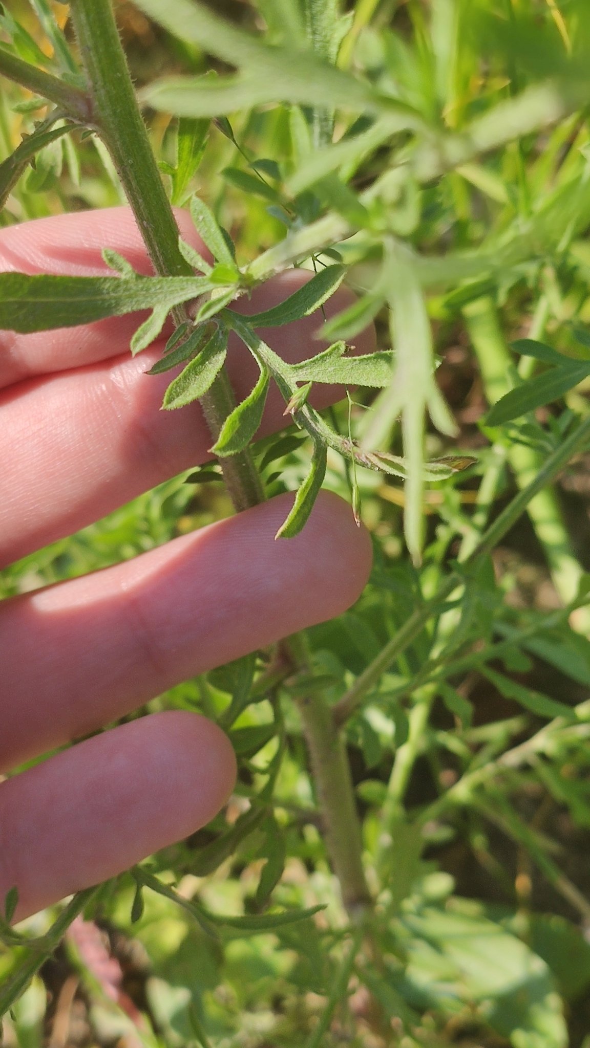Centaurea diffusa