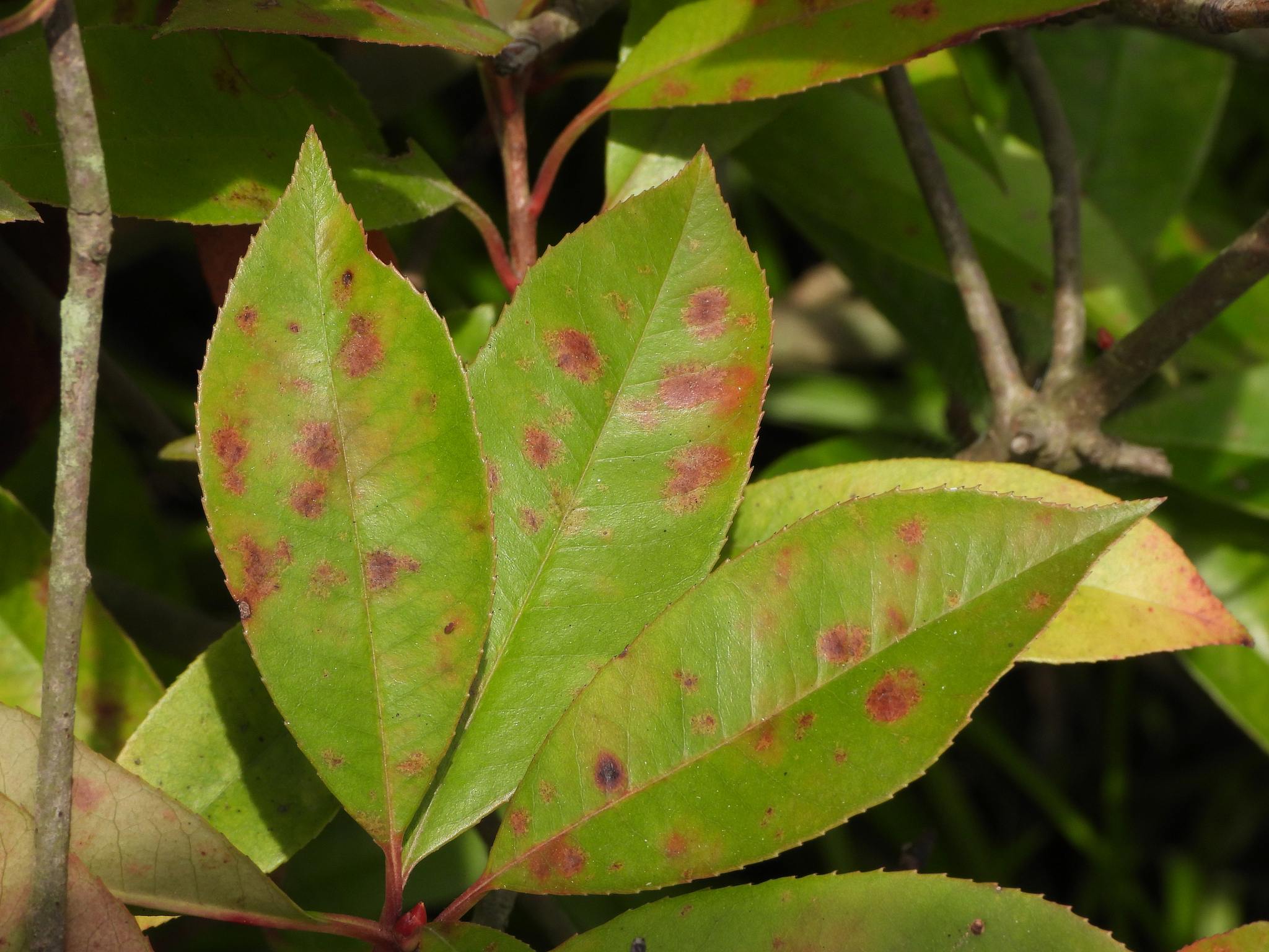 Diplocarpon mespili