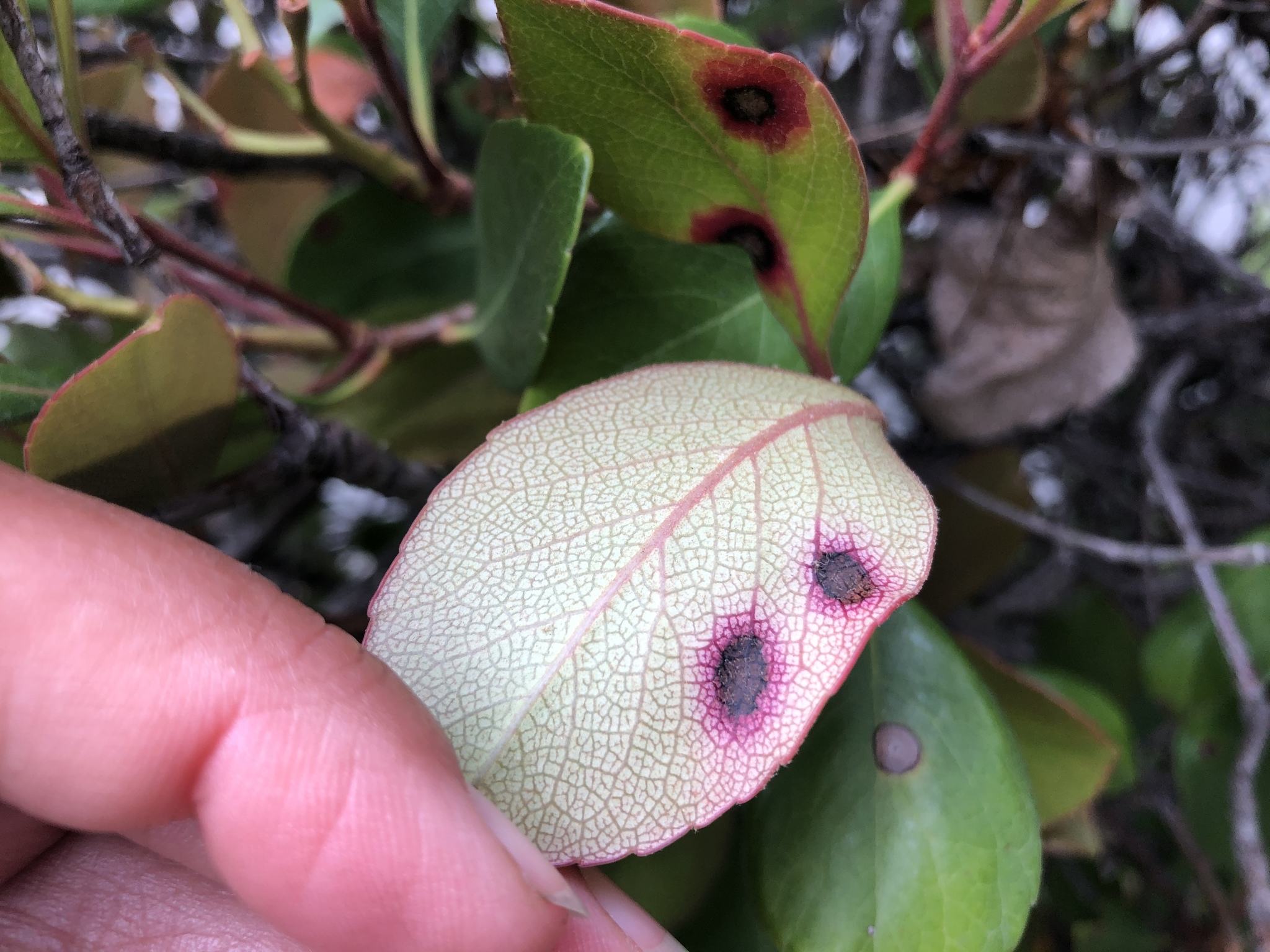 Diplocarpon mespili