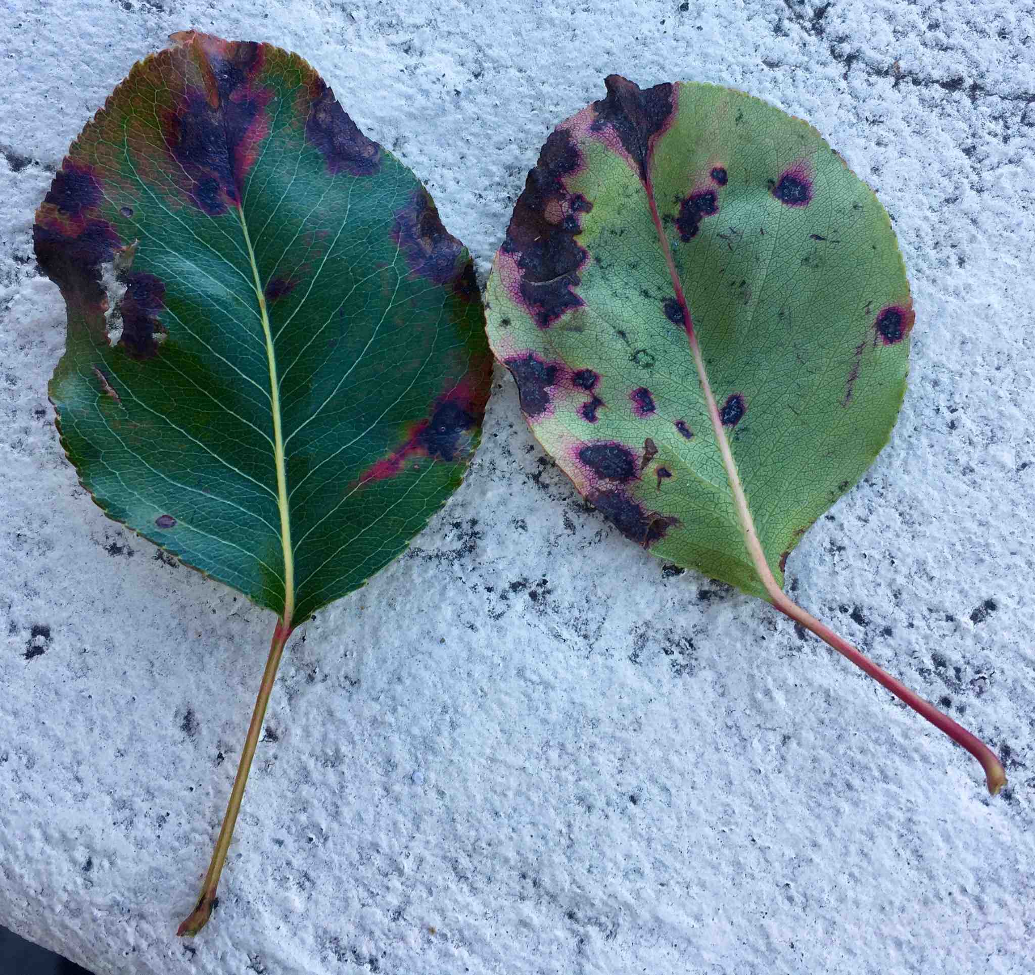 Diplocarpon mespili