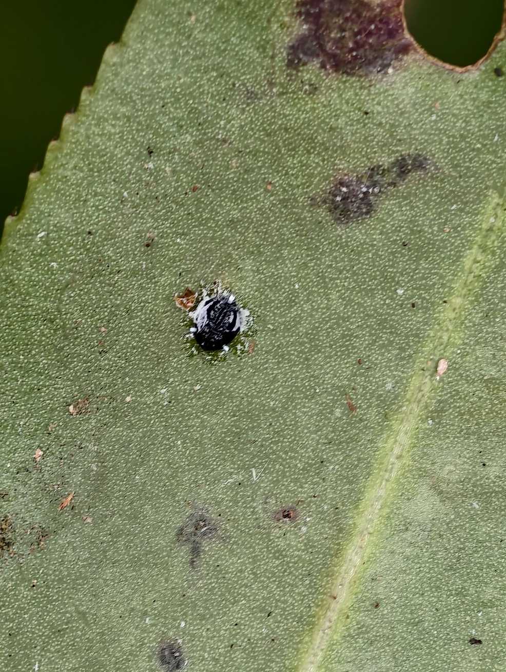 Aleurotrachelus camelliae